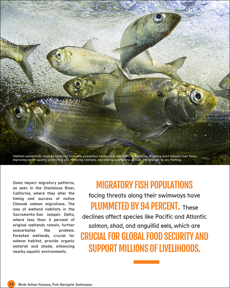 Ocean Geographic_Migratory Fish Pathways_April 2024-7.png