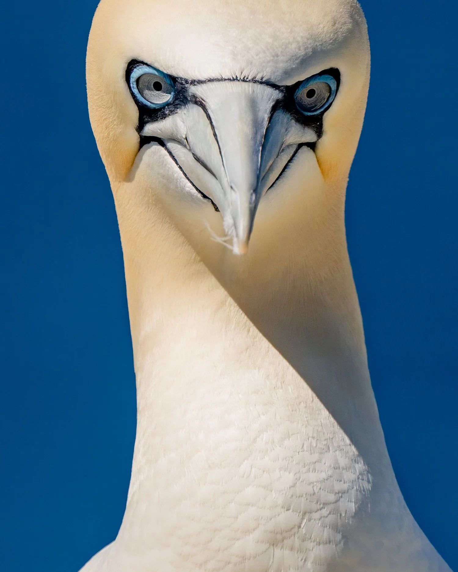 Puffins DE-57 copy.jpg