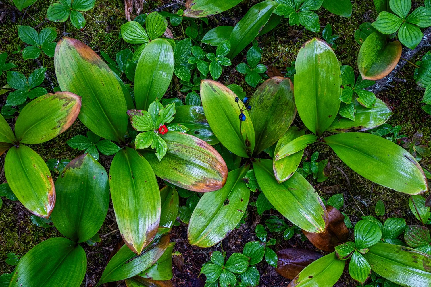 Puffins DE-27 copy.jpg