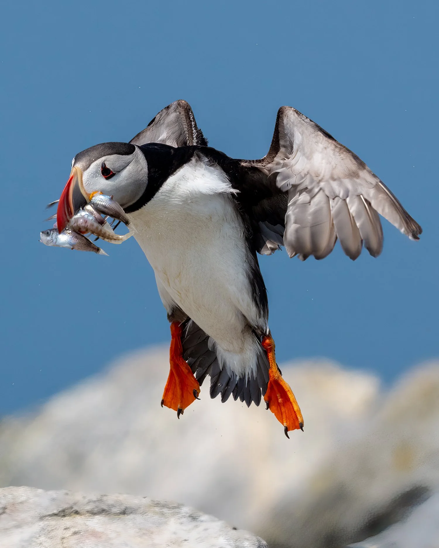Puffins DE-36 copy.jpg