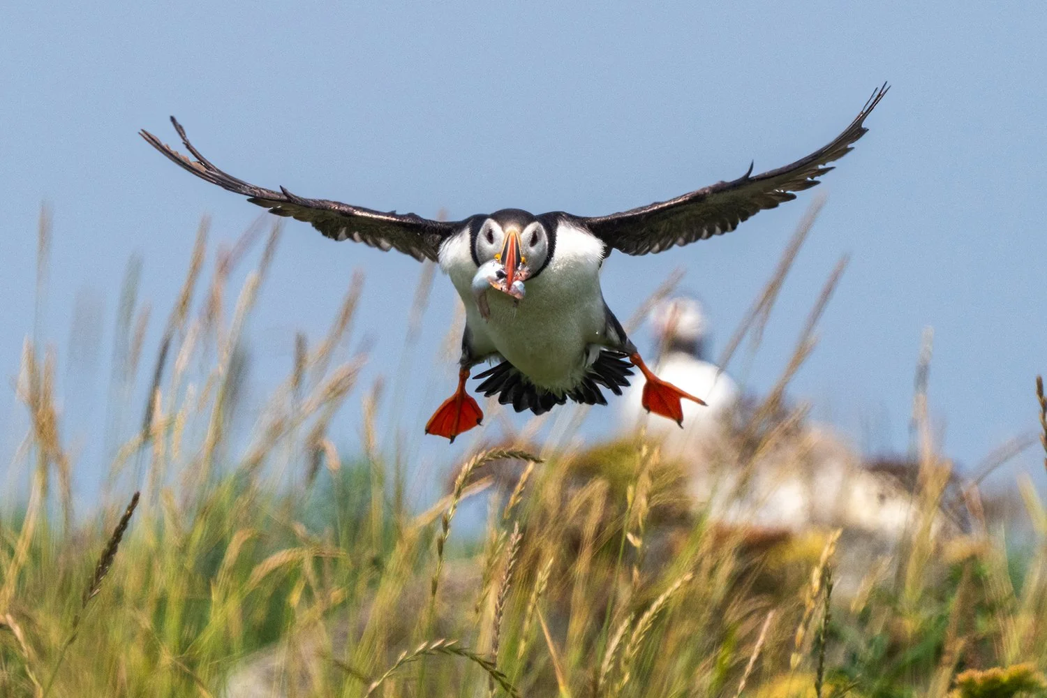 Puffins DE-39 copy.jpg