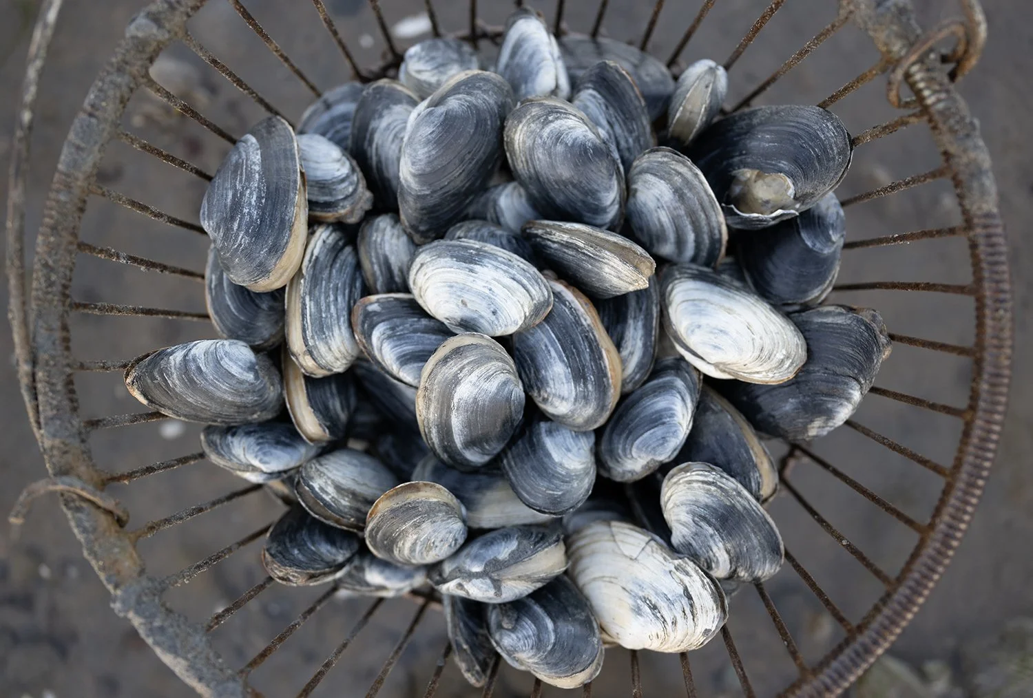 482066209_1194701905359115_1486719471711607489_n copy.jpg