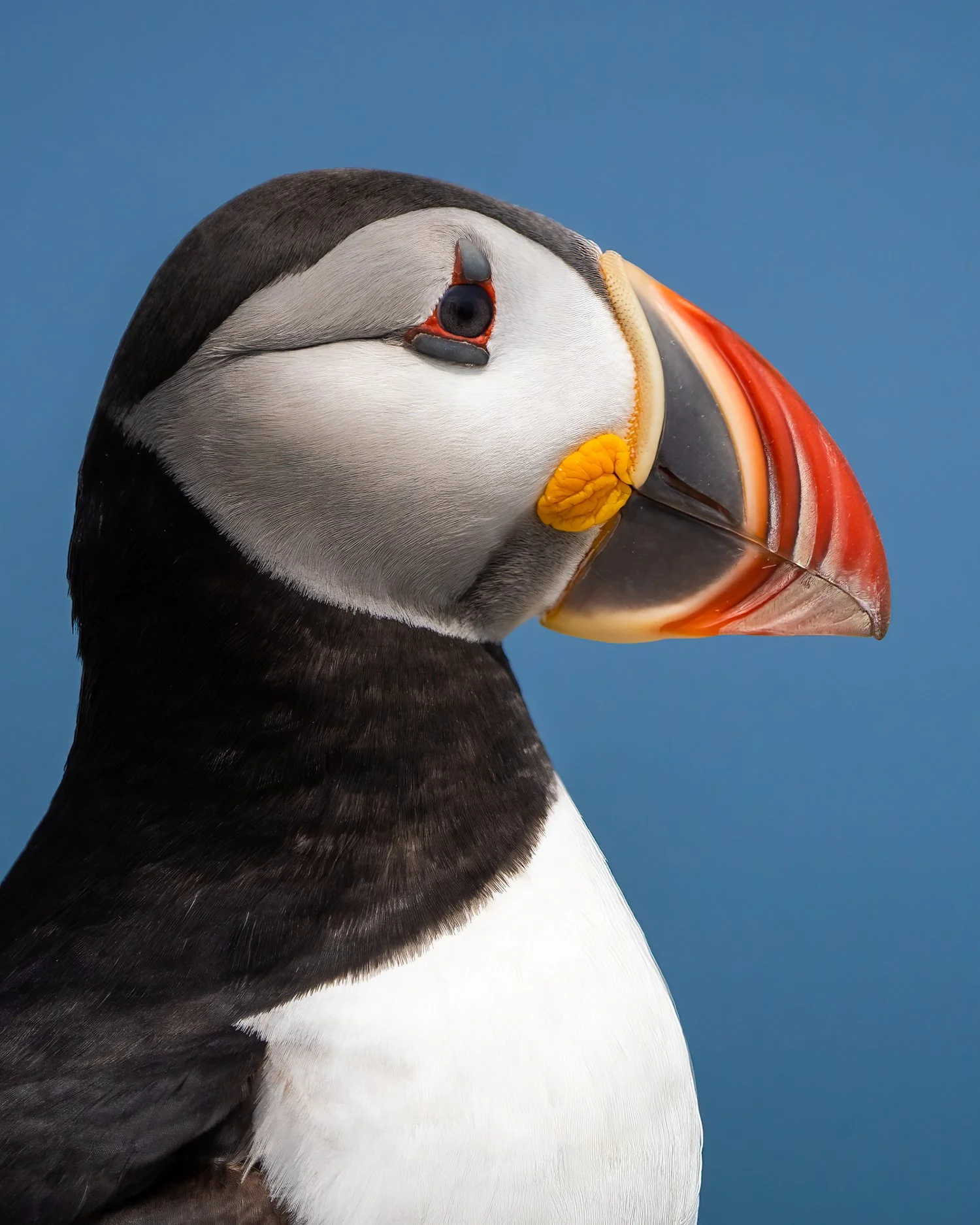 Puffins DE-11 copy.jpg