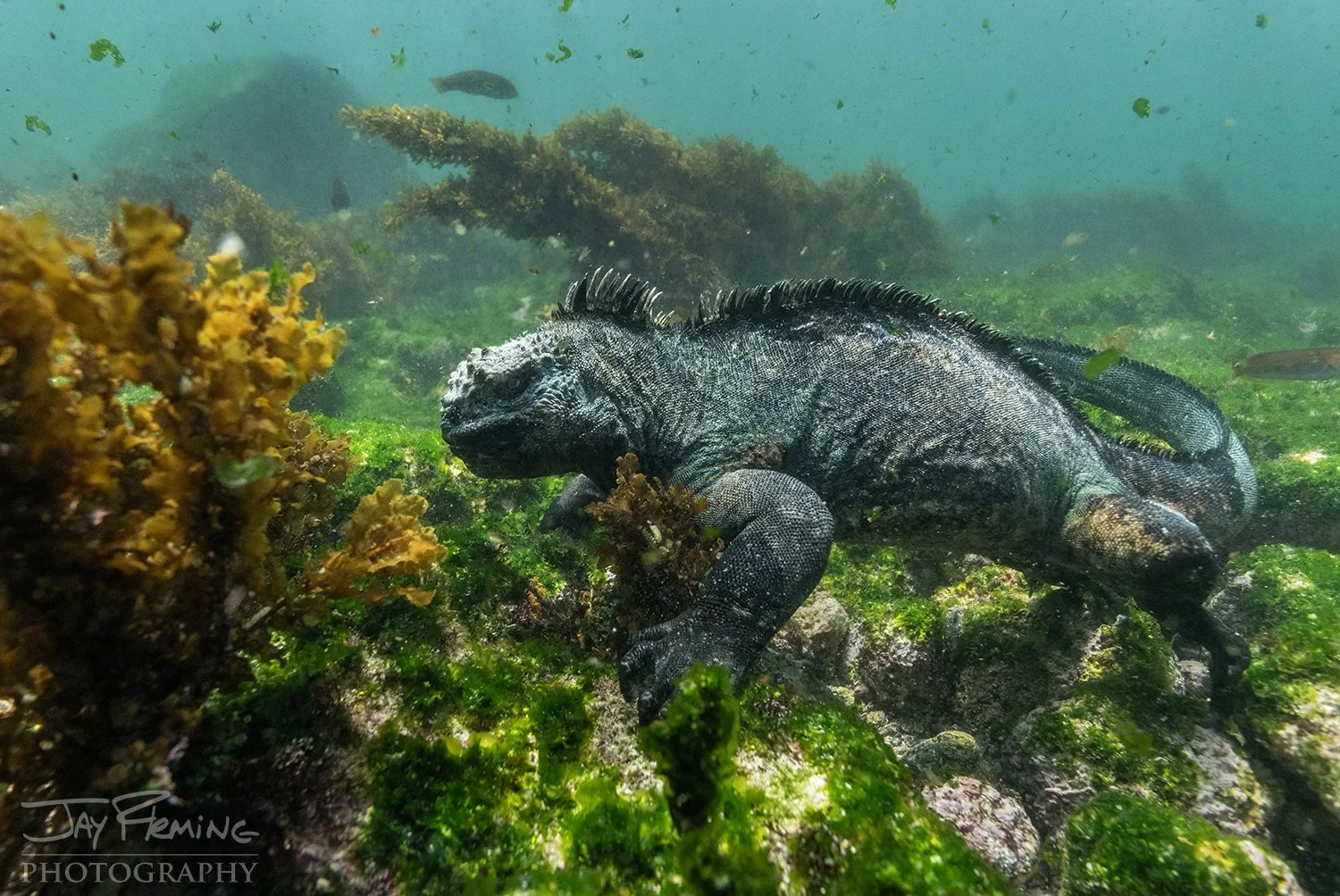 Galapagos 2026 Holbrook© Jay Fleming -02.jpg