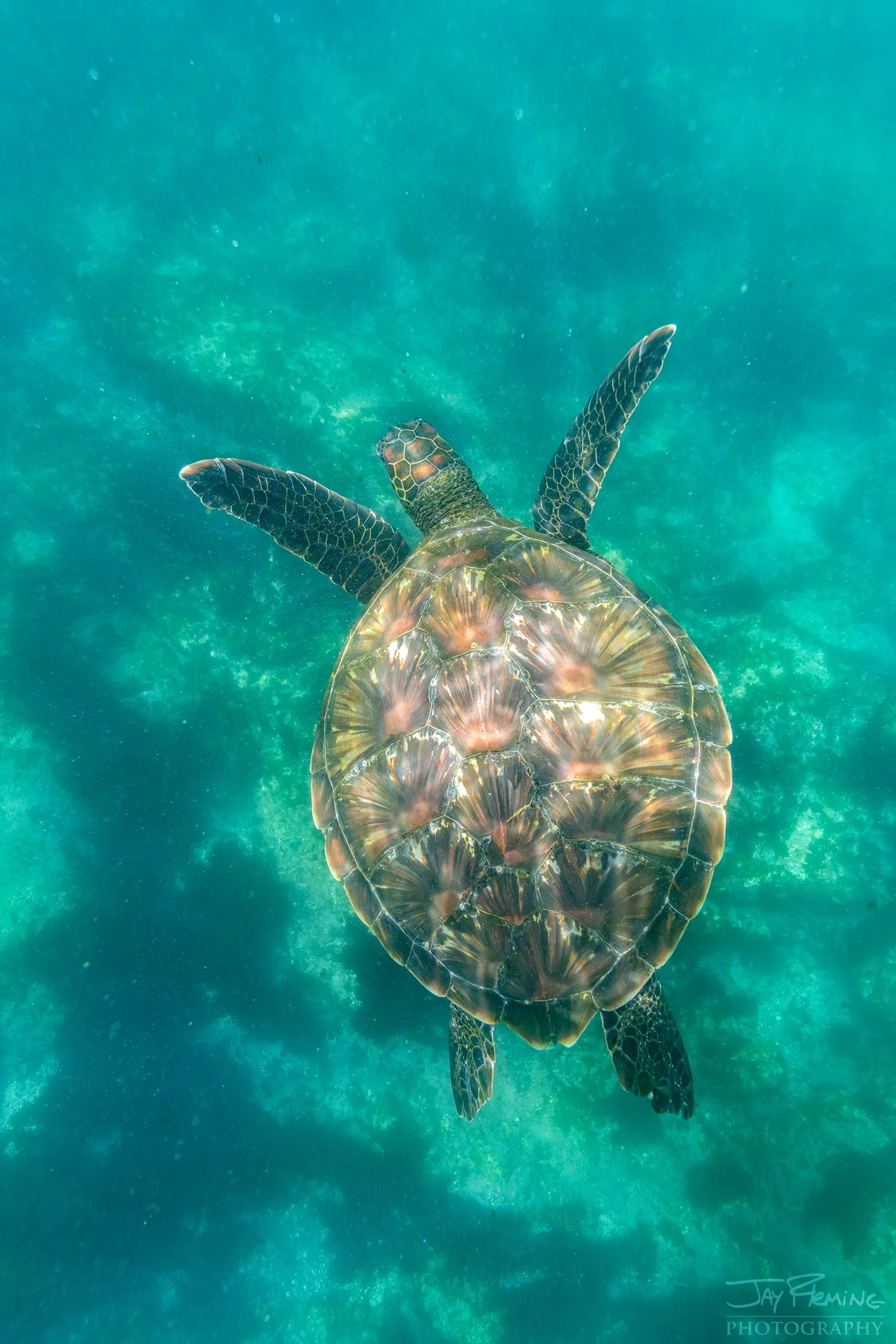 Galapagos 2026 Holbrook© Jay Fleming -04.jpg