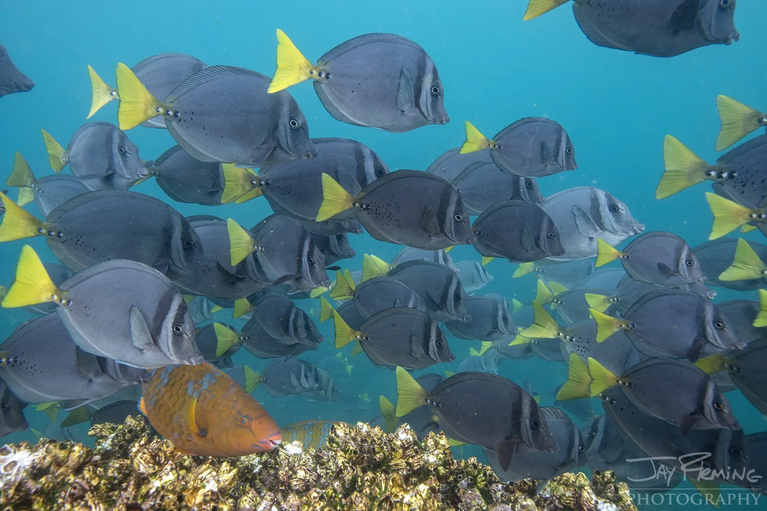 Galapagos 2026 Holbrook© Jay Fleming -05.jpg