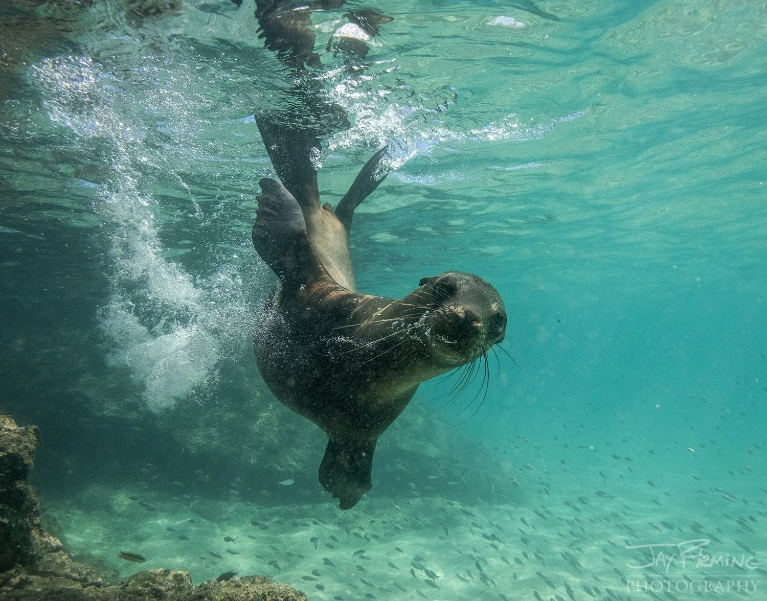 Galapagos 2026 Holbrook© Jay Fleming -11.jpg