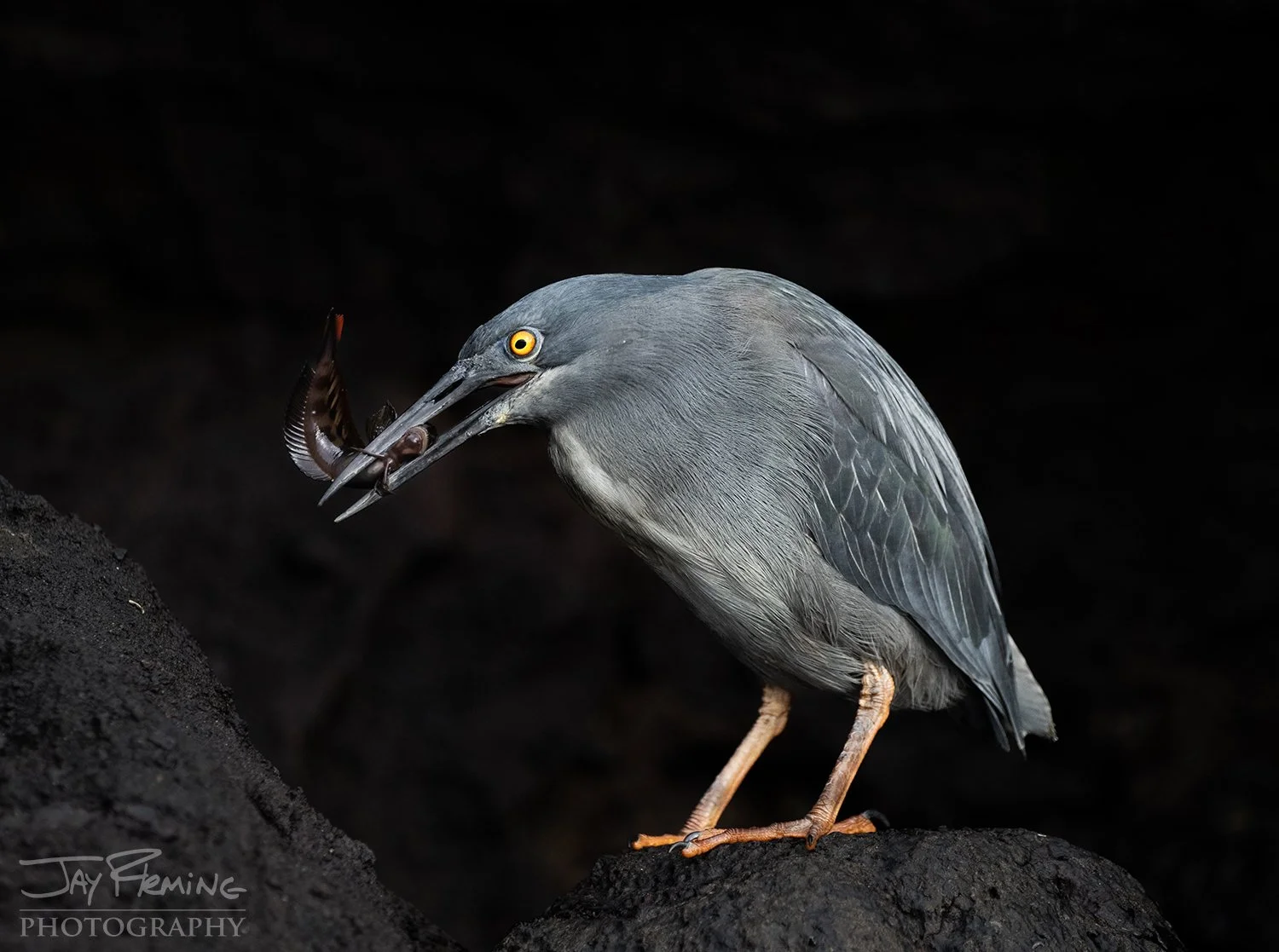 Galapagos 2026 Holbrook© Jay Fleming -14.jpg