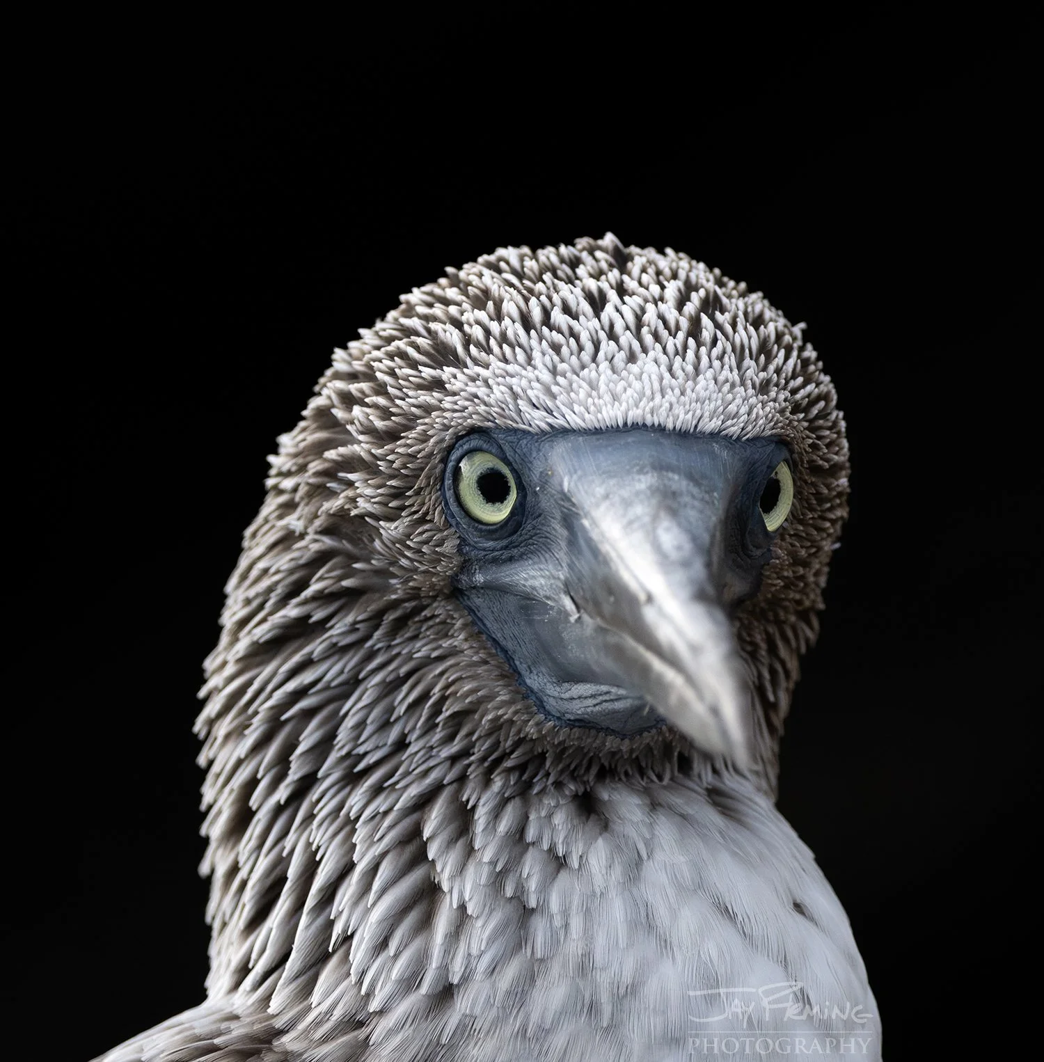 Galapagos 2026 Holbrook© Jay Fleming -15.jpg