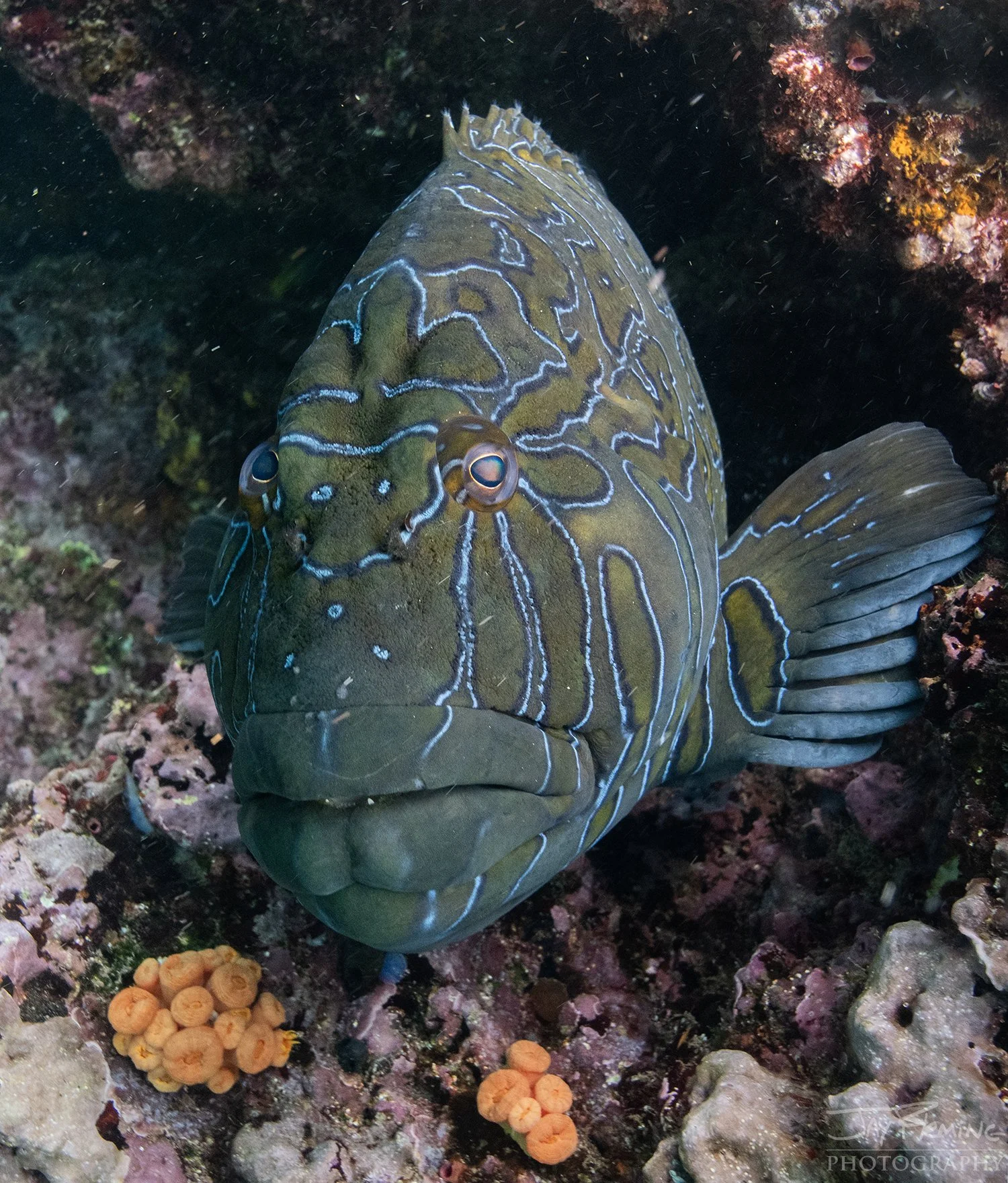 Galapagos 2026 Holbrook© Jay Fleming -01.jpg