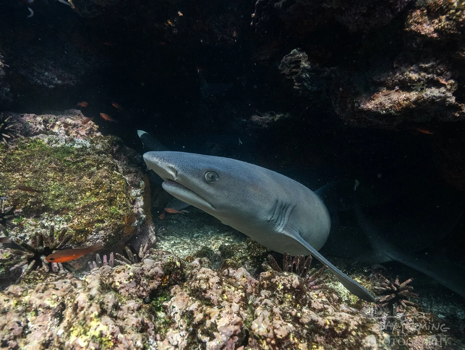 Galapagos 2026 Holbrook© Jay Fleming -09.jpg