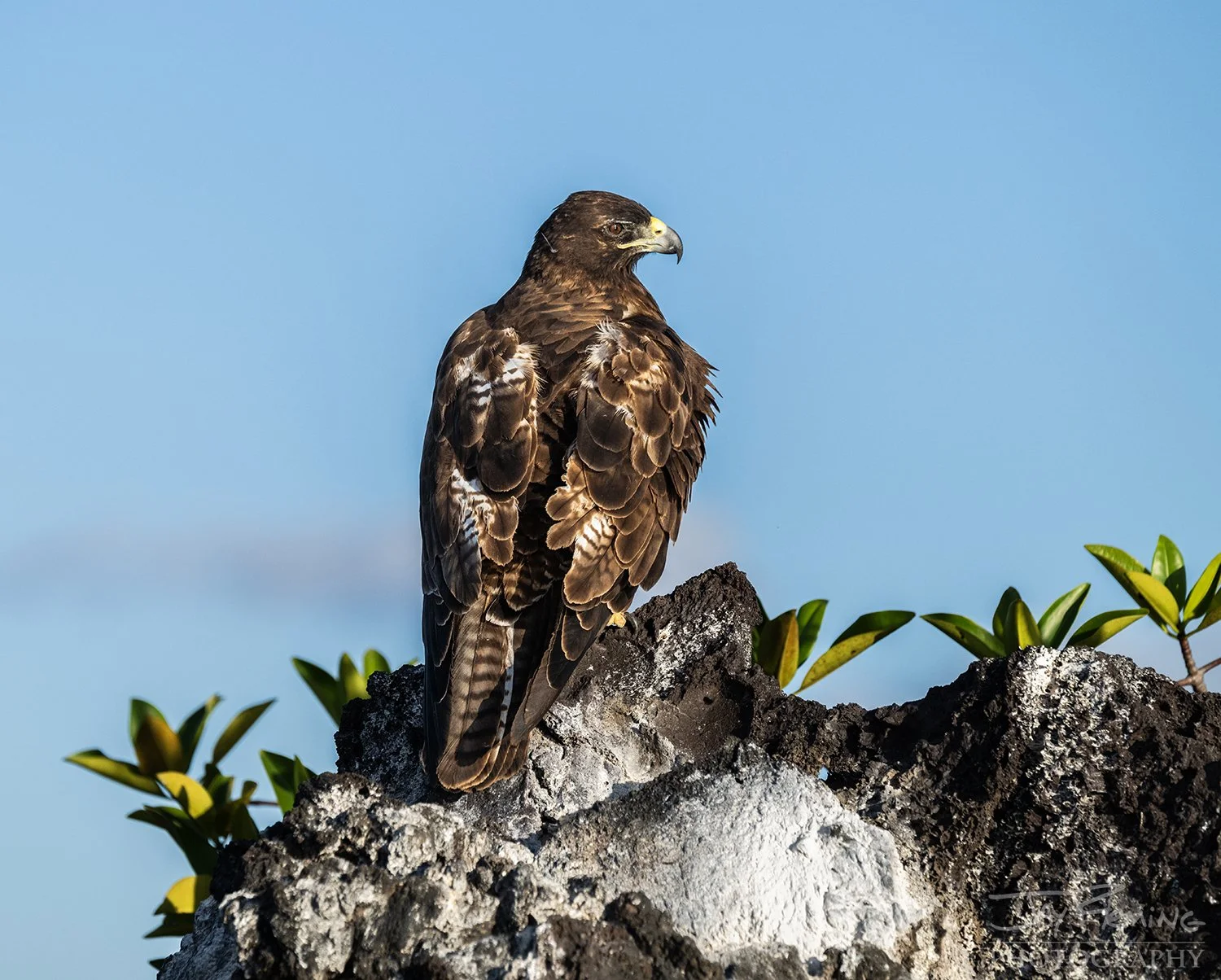 Galapagos Wildlife - © Jay Fleming01.jpg