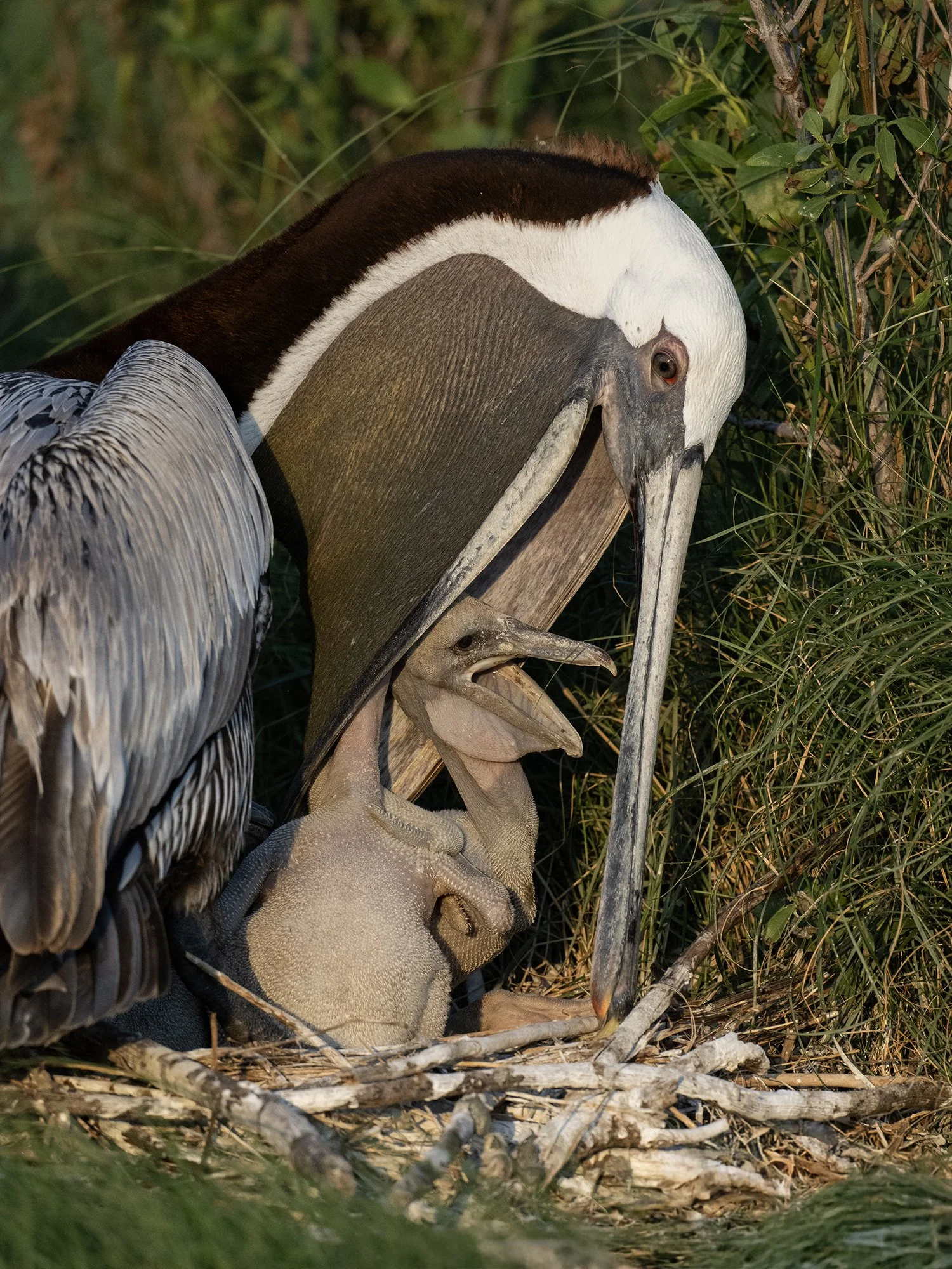 Pelican Chick © Jay Fleming Photography LLC.jpg
