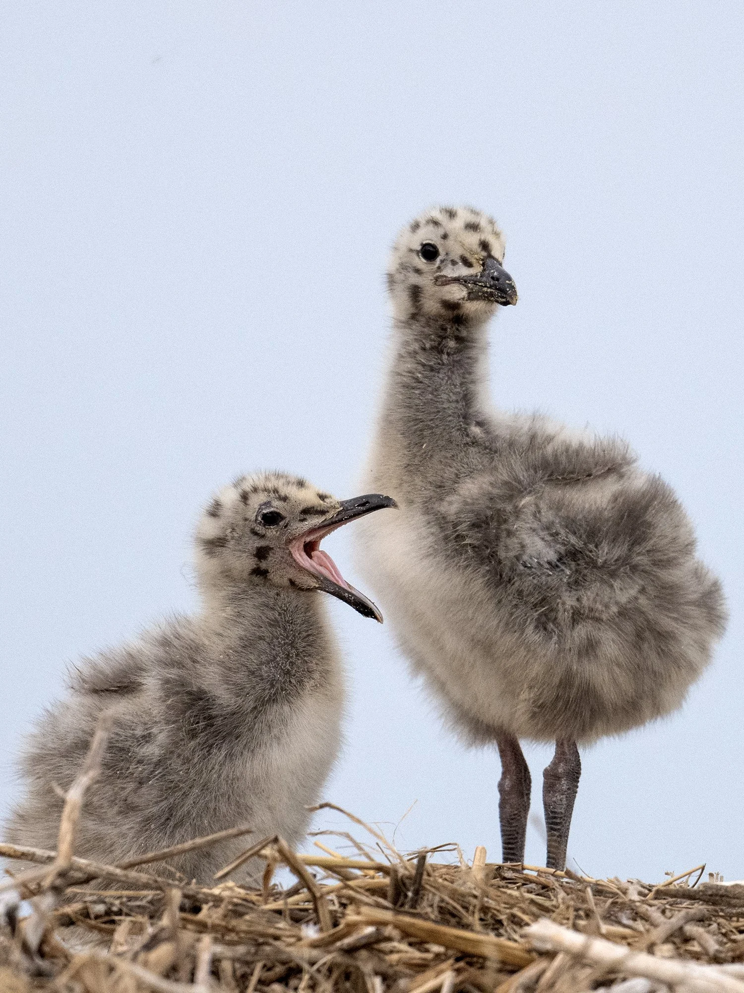 Gull Chicks © Jay Fleming Photography LLC.jpg