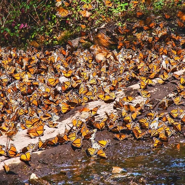 Monarchs-pop-square.jpg