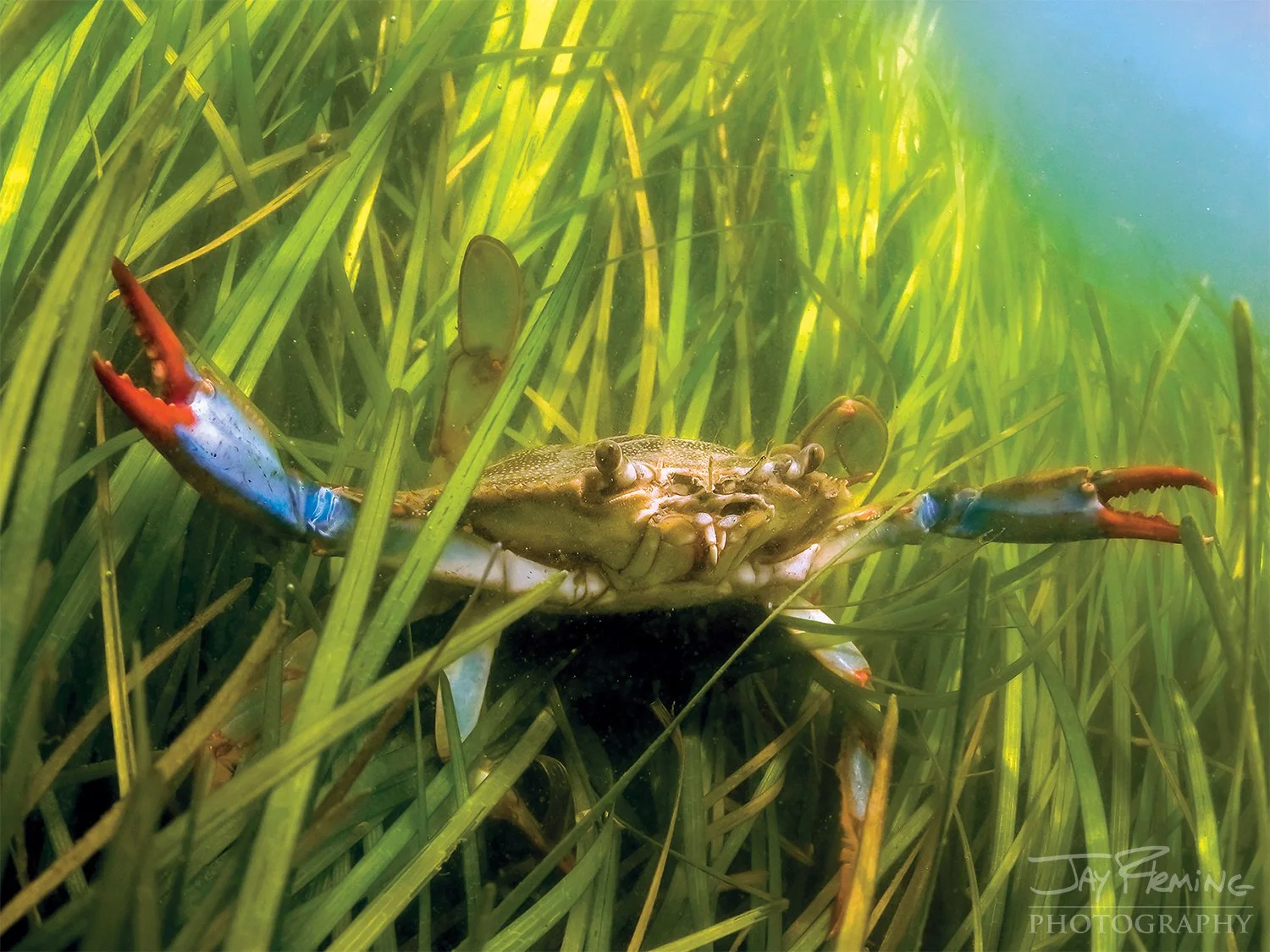 2026 Chesapeake Bay Wall Calendar © Jay Fleming03.jpg