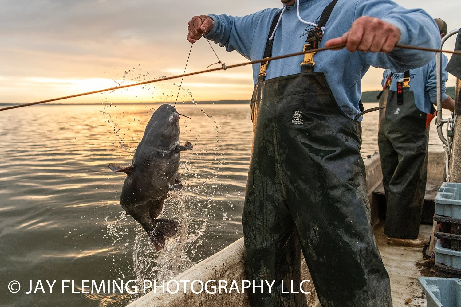 Blue Catfish © Jay Fleming17.jpg