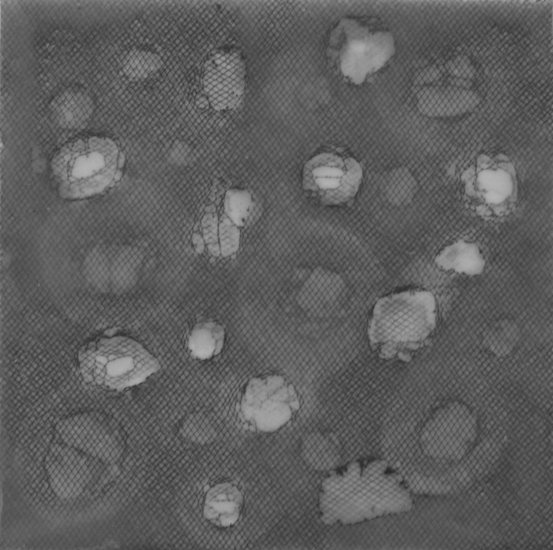 Hartung_BioEmulsion1.jpg