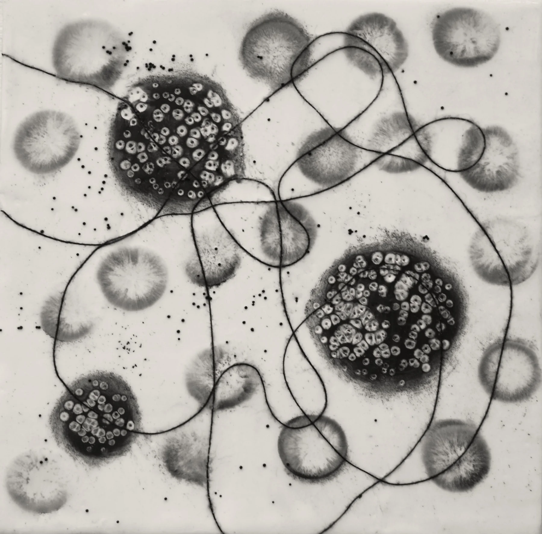 Hartung_CellActivity7.jpg