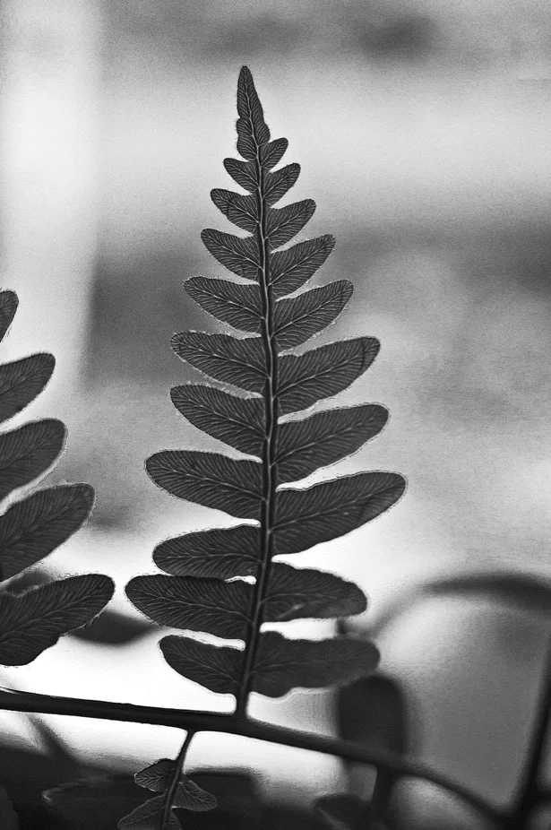 Artist Bob Evans talks about the work of Karl Blossfeldt