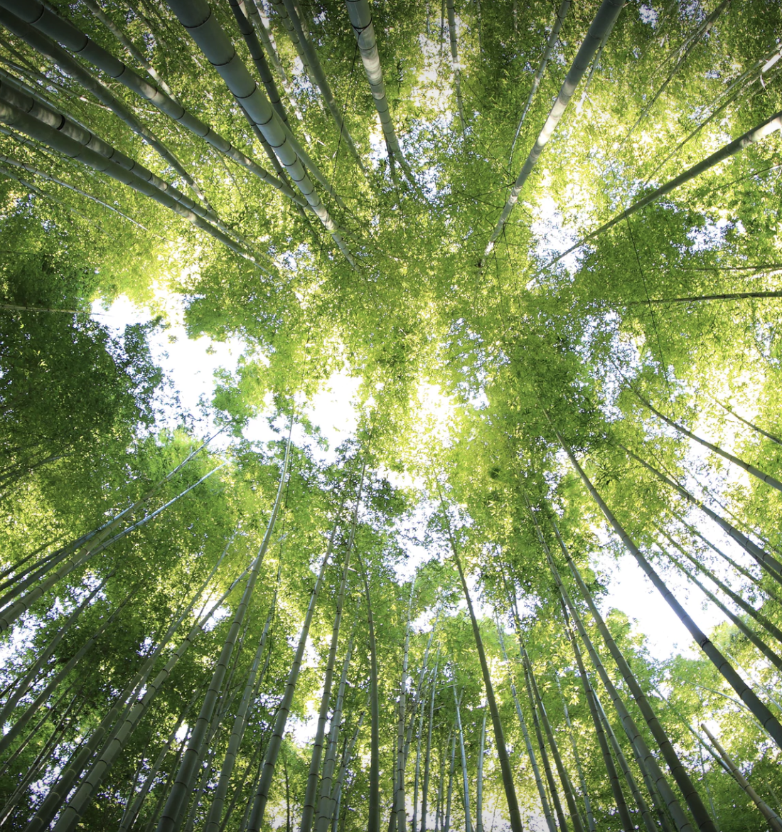 Professional Development for Artists