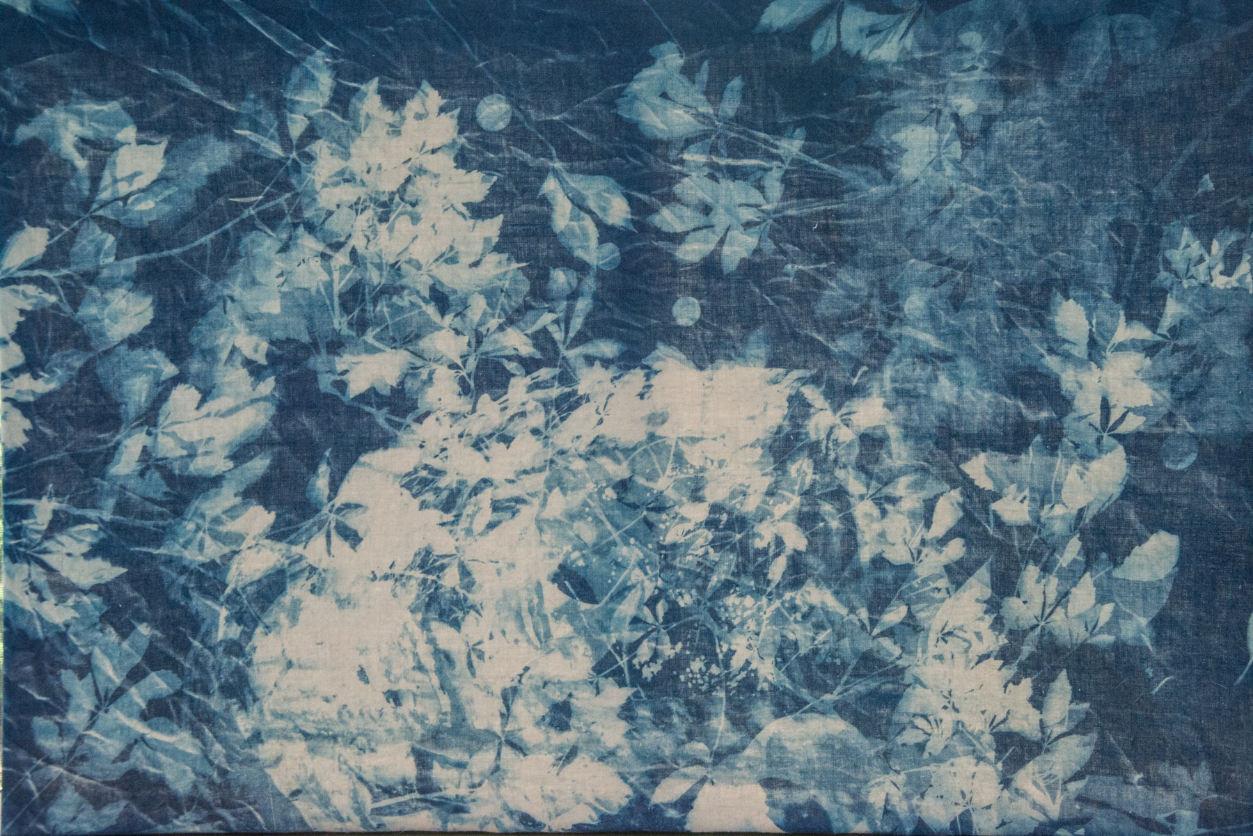 Marie Craig,  Thicket,  cyanotype on linen, stretched over canvas, 24x36 