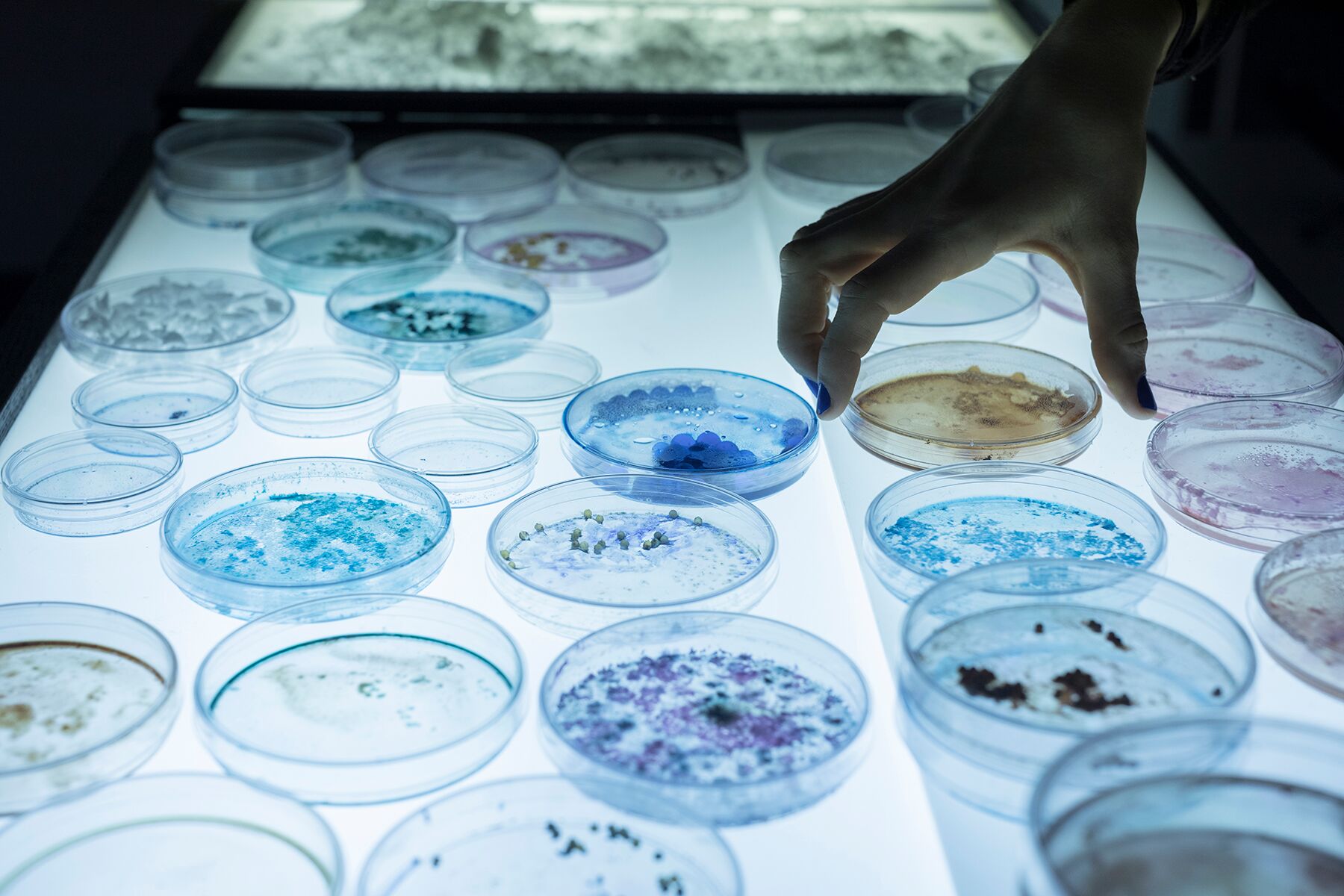 Isabel Beavers, Lightscapes, petri dishes, handmade watercolor paint and mixed media, 36 x 24 x 12, $600