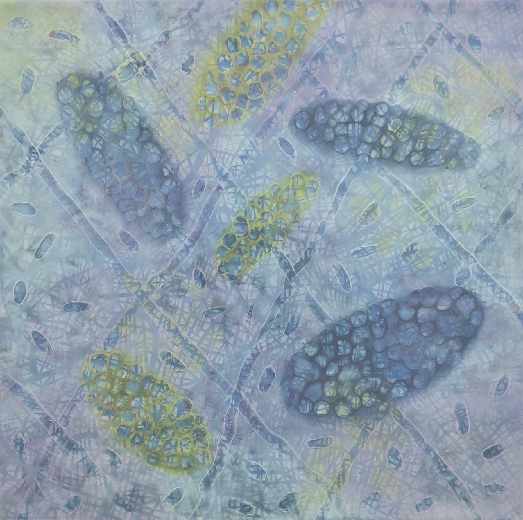    Bio Patterns 8    encaustic and pastel, 20 x 20 inches 