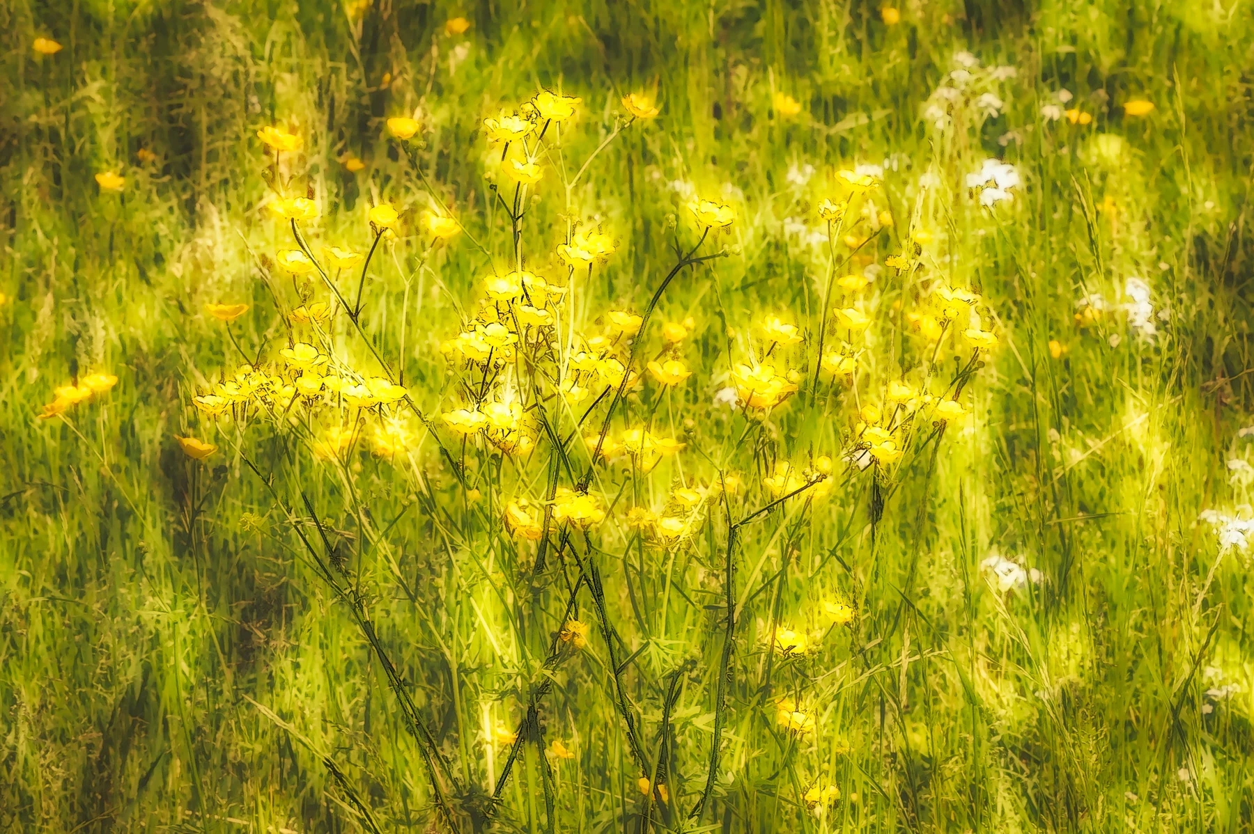 "Buttercup Memories" by Linda DeStefano Brown