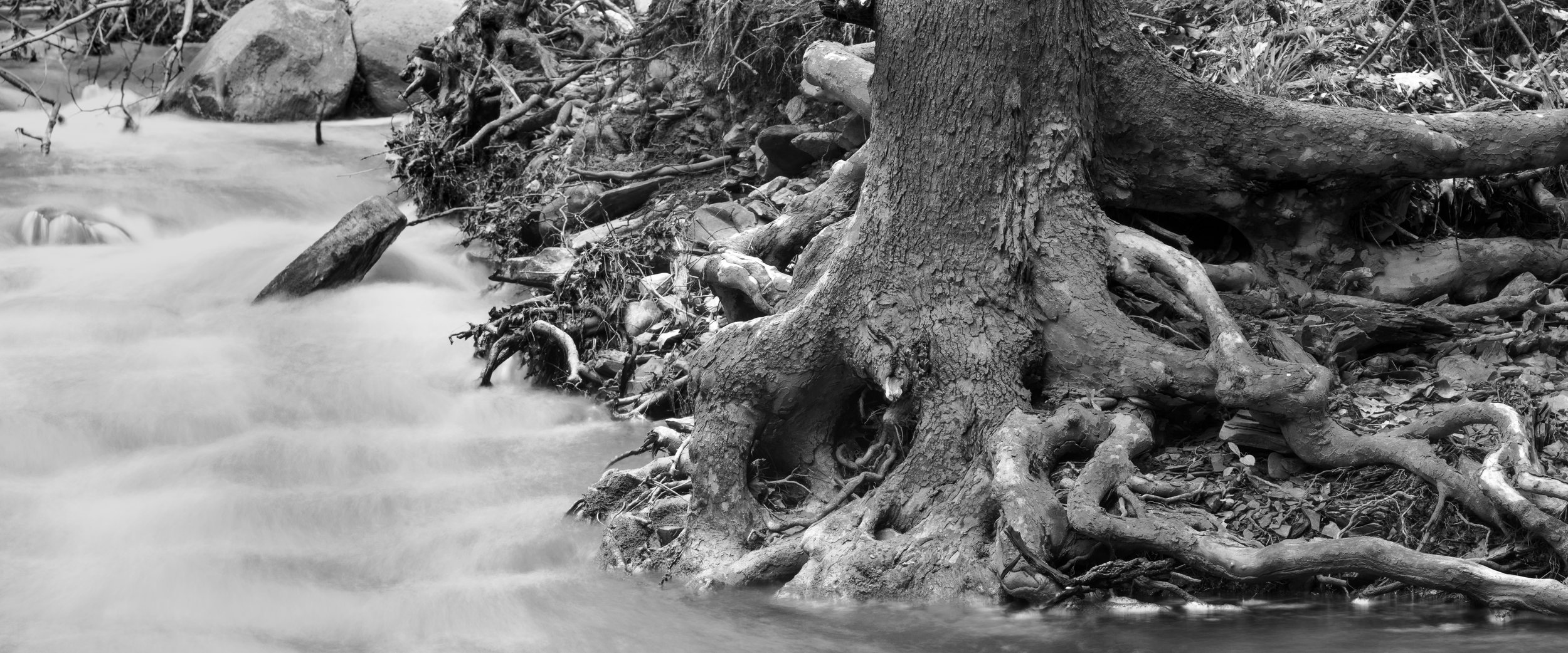  McKenna,  Streamside Dream , platinum/palladium print, a x a inches (image size) 