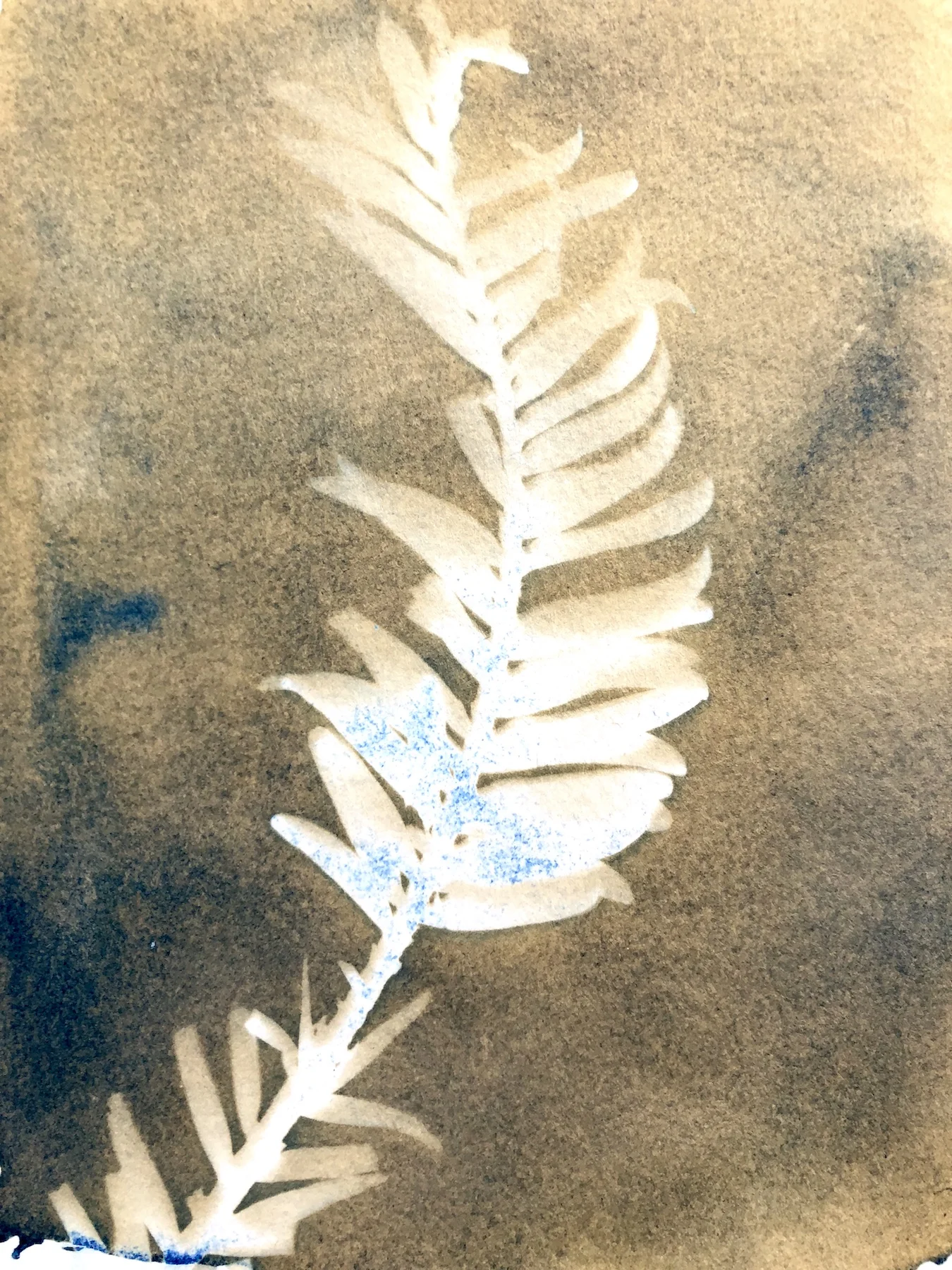 Marie Craig, Wollemi Pine 2 , toned cyanotype on paper, 8x6