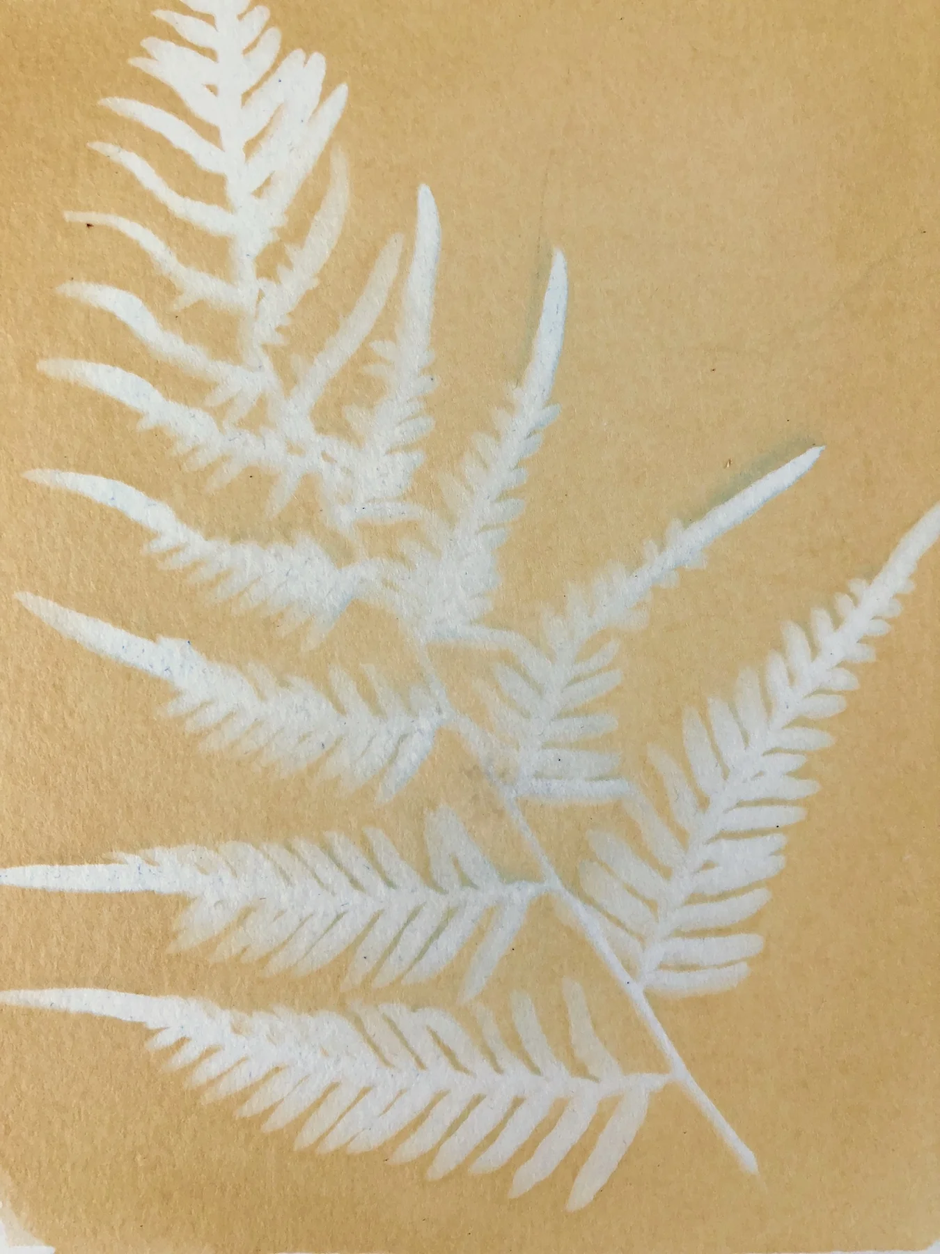 Marie Craig, Fern 2 , toned cyanotype on paper, 8x6