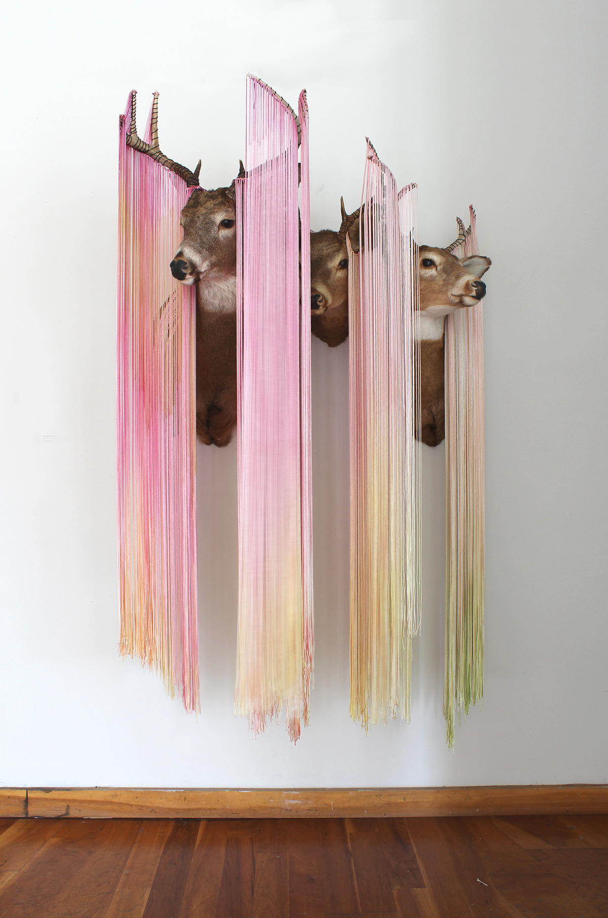  Daniel Zeese,  Band in Light Red,  taxidermy and nylon, 48x26x60 (variable) 