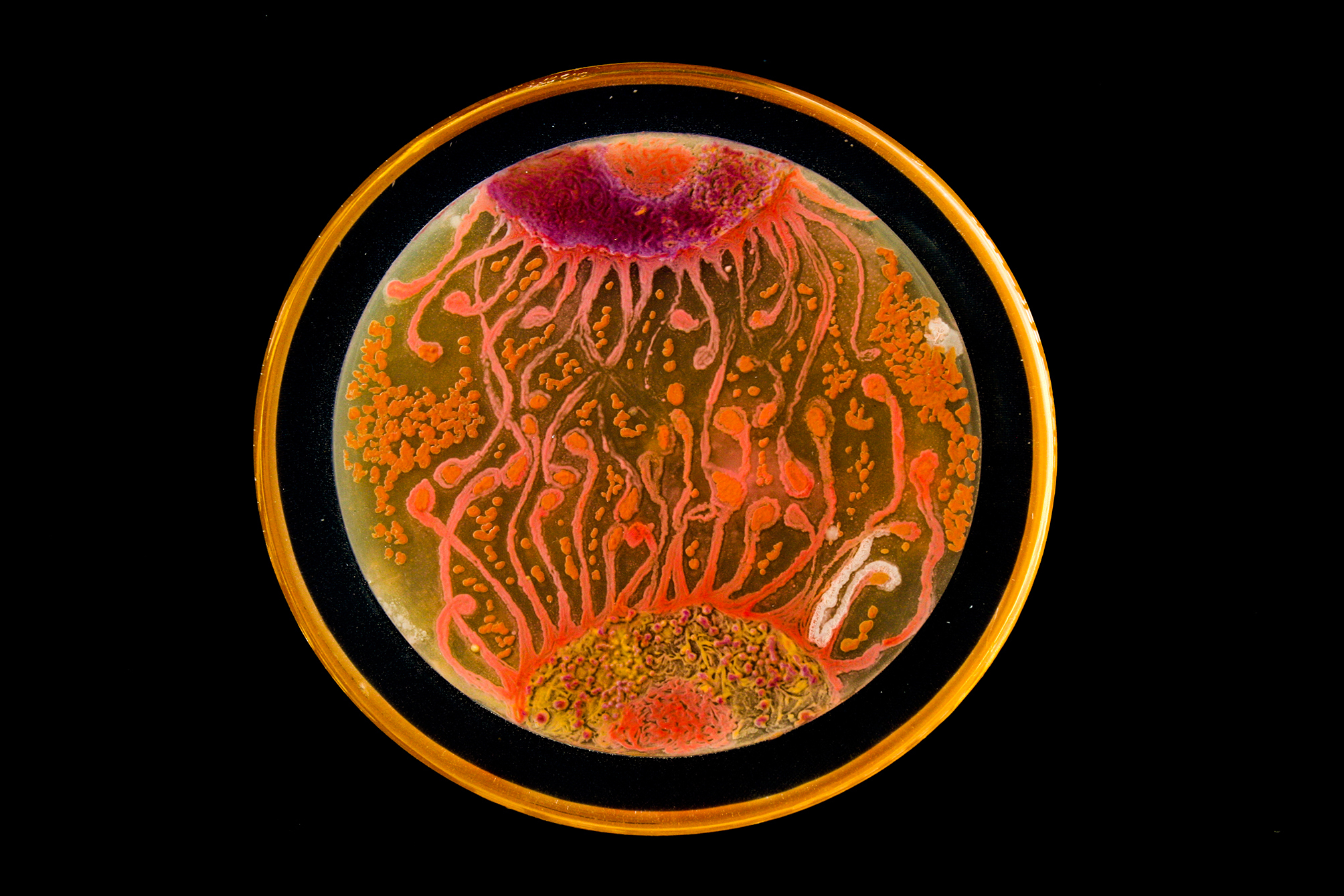  Penil Cobo,  Cell to Cell , Microbes in agar 