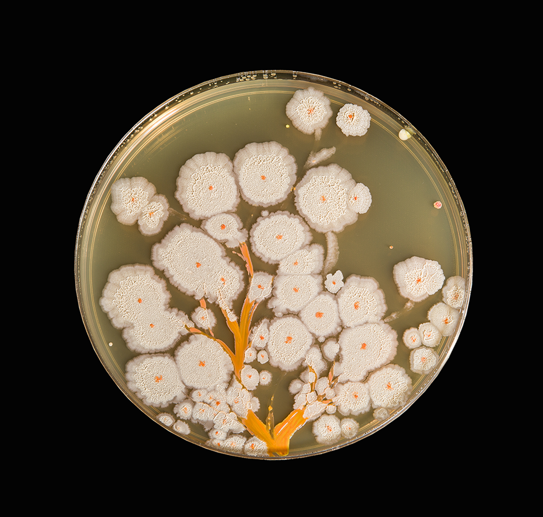  Penil Cobo,  Bacillus Bloom , Microbes in agar 