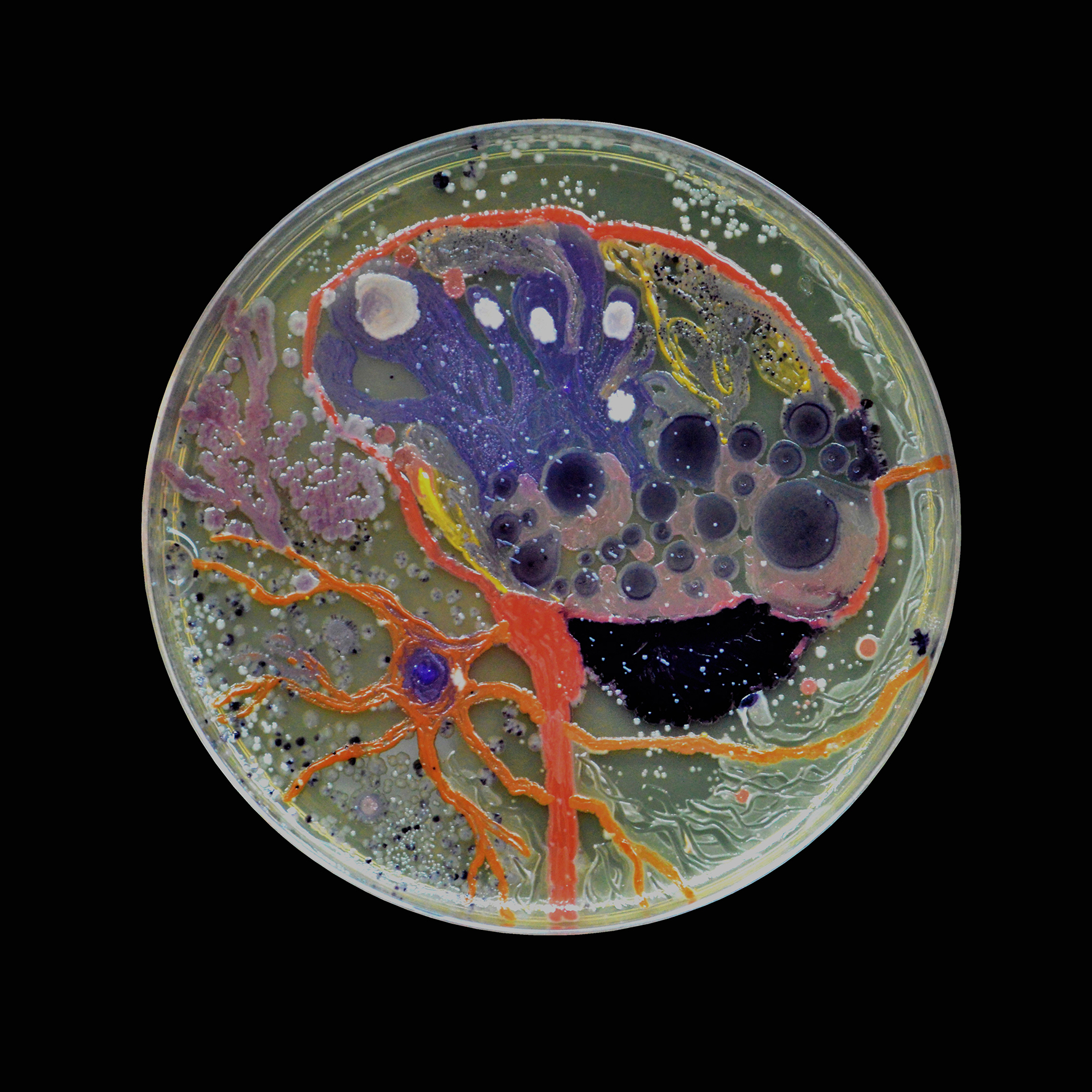  Penil Cobo,  Brain Matter 4 , Microbes in agar 