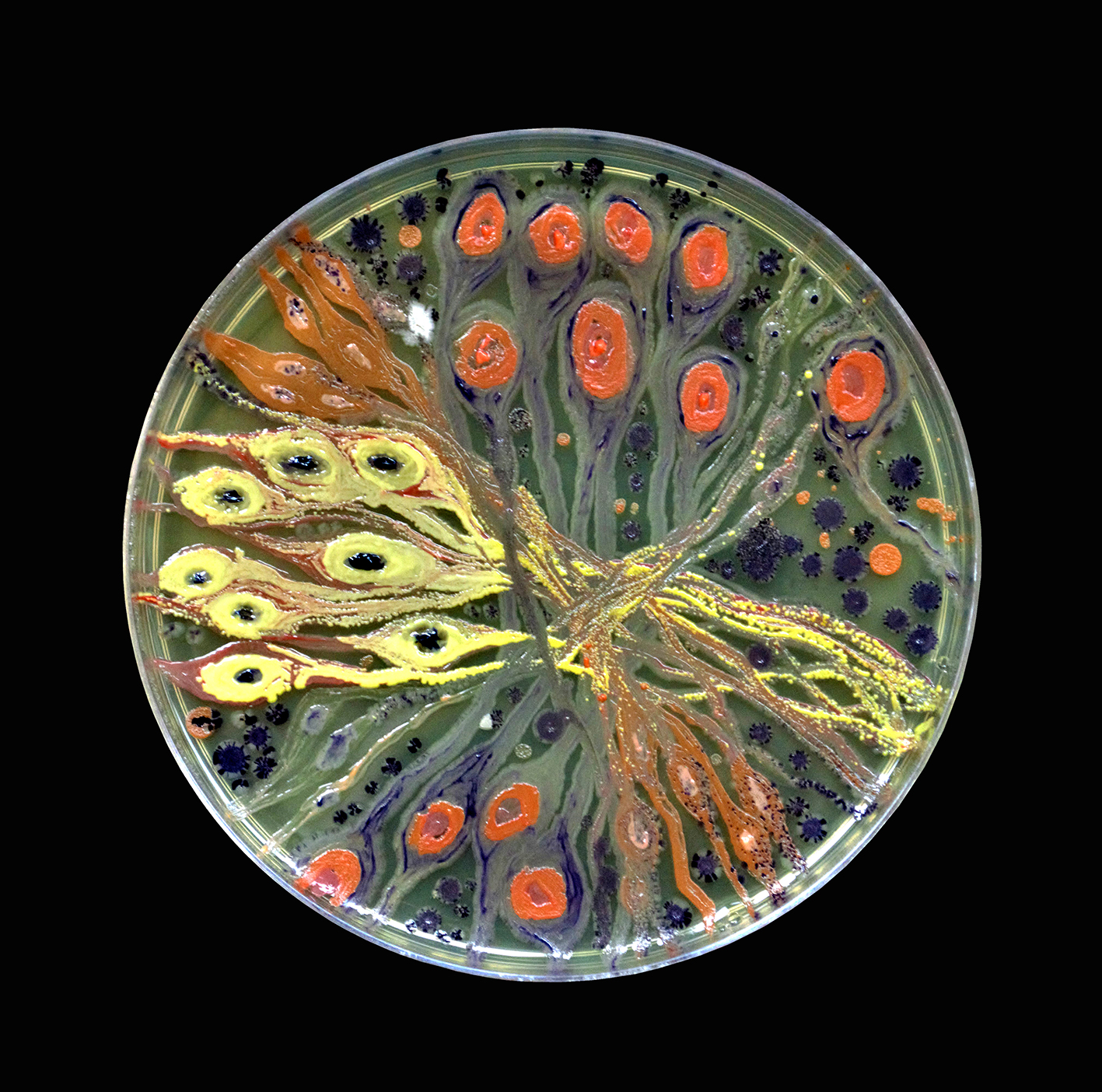 Penil Cobo,  Neuro Study , Microbes in agar 