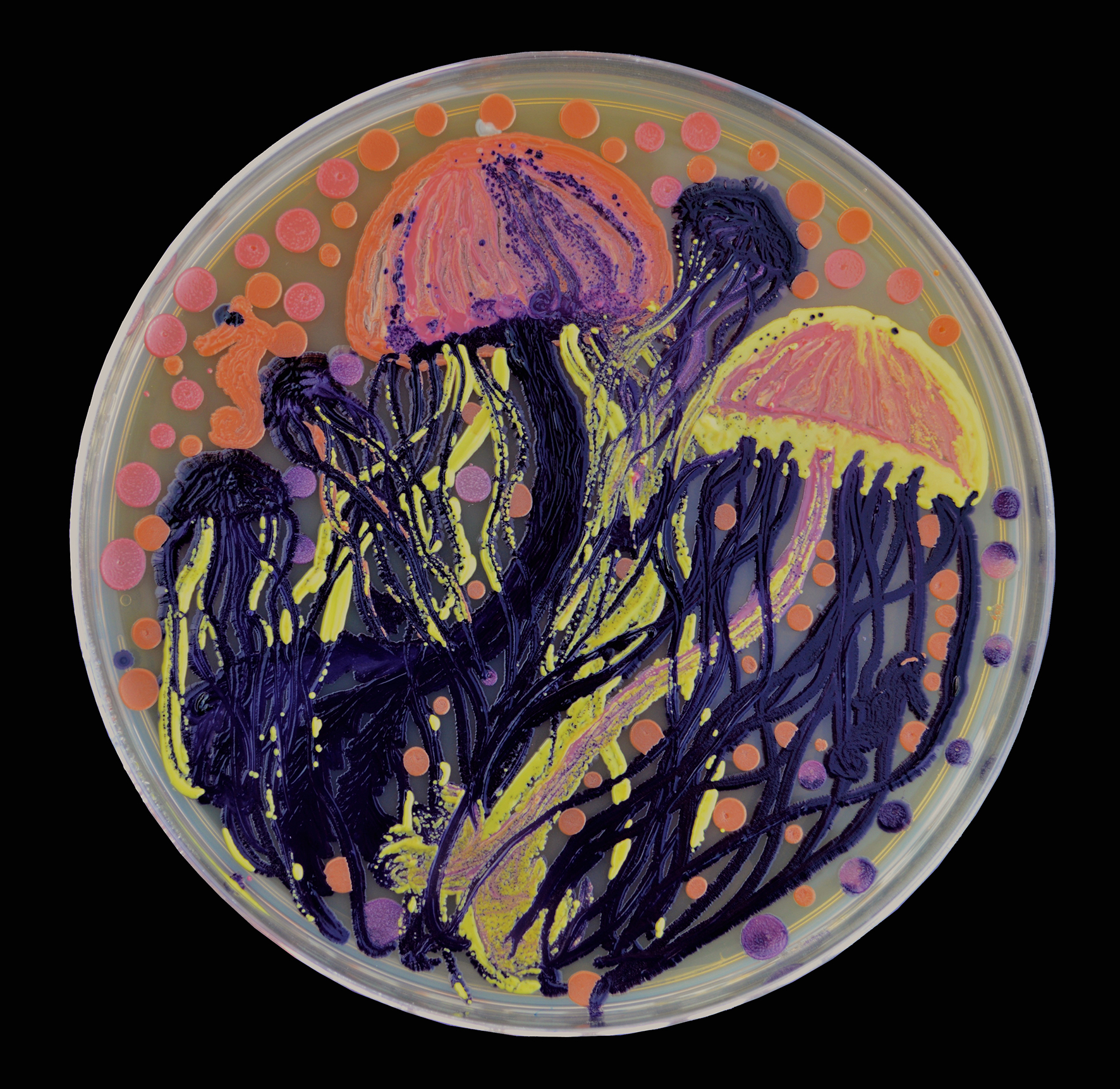  Penil Cobo,  Seascape Study , Microbes in agar 