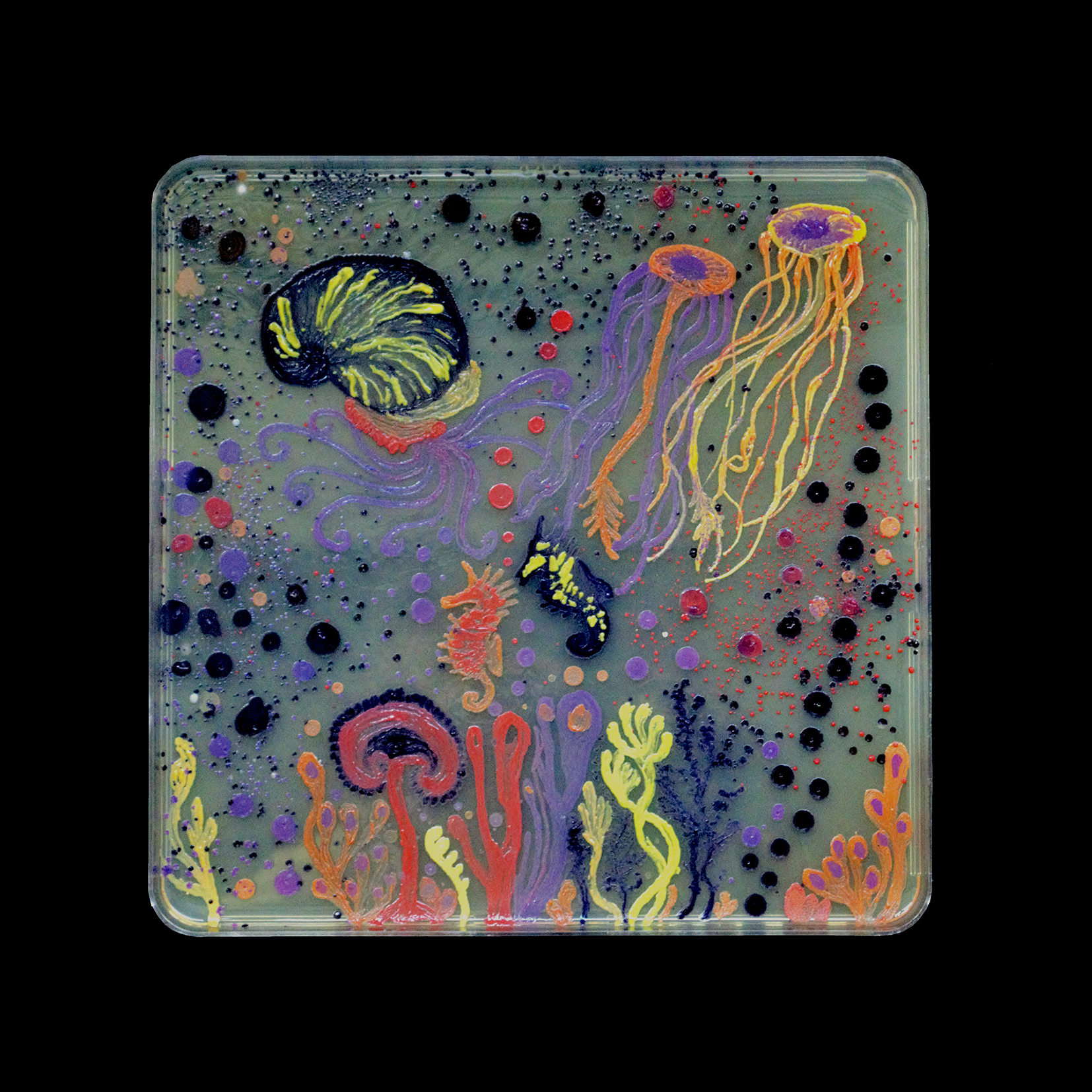  Penil Cobo,  Seascapes 9 , Microbes in agar 