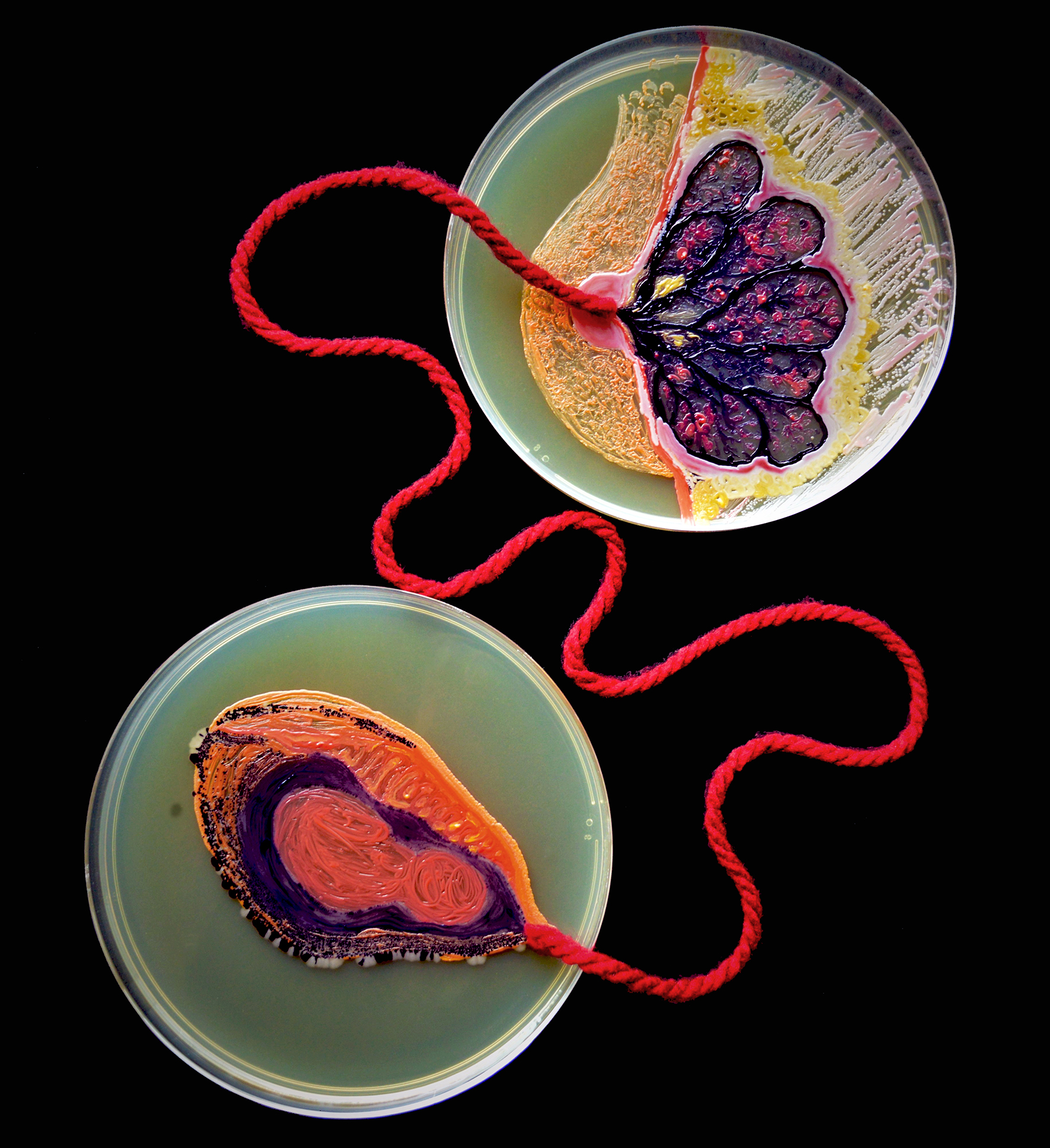  Penil Cobo,  Sustenance , Microbes in agar 