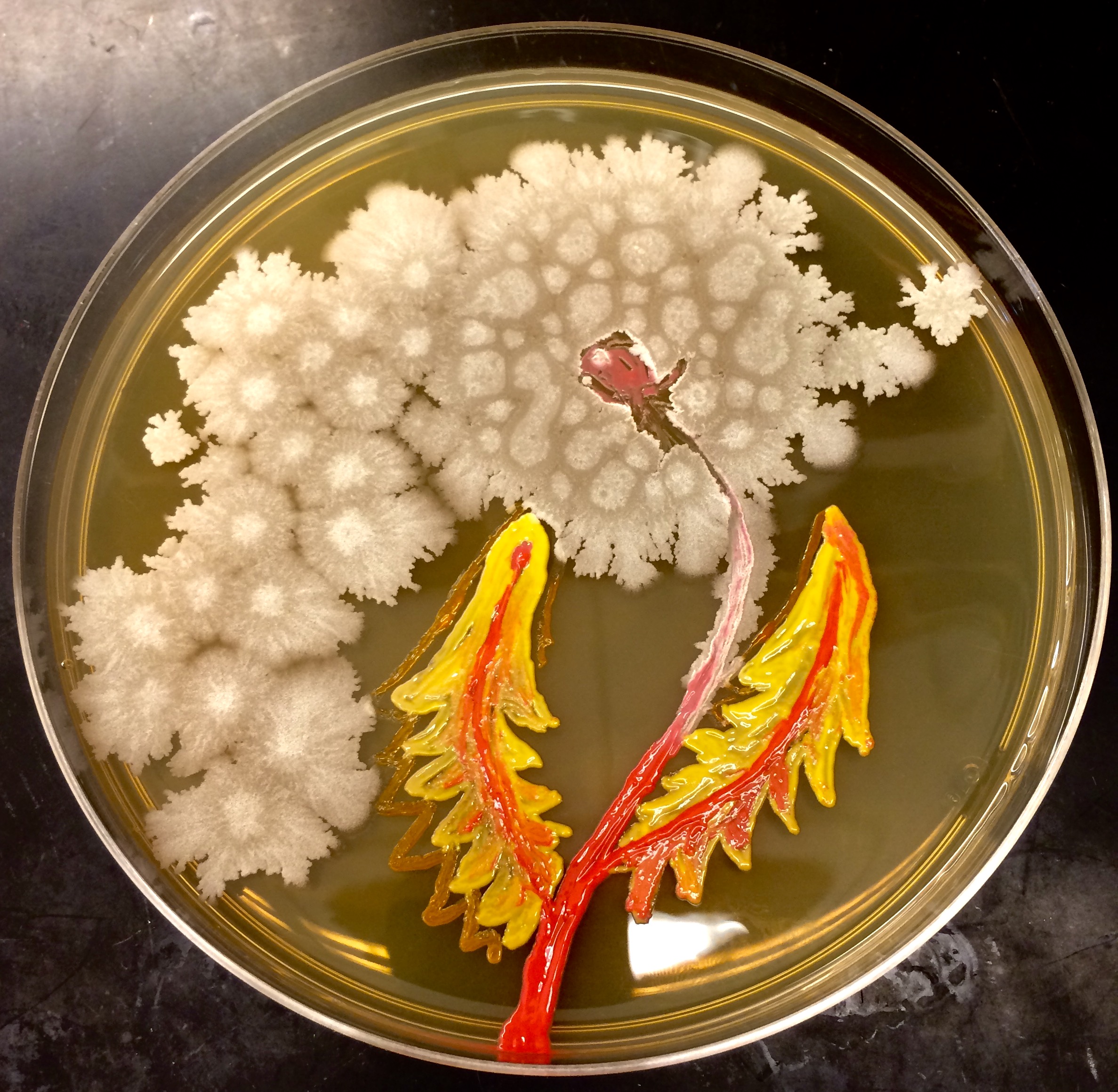 Bacillus flower.jpg