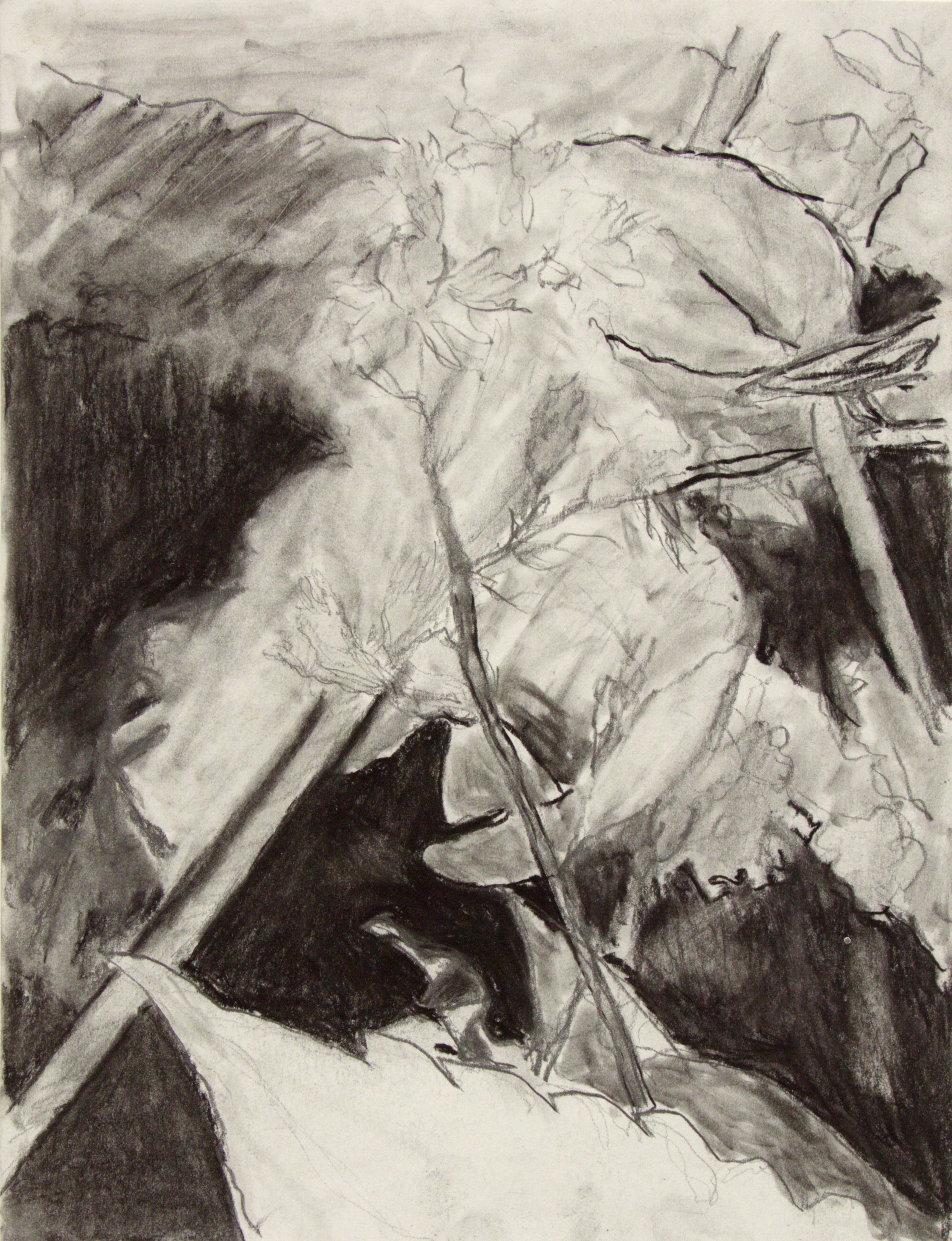 Jim Banks, Heart Leaf Aster Drawing , Charcoal, graphite on paper, 12x19