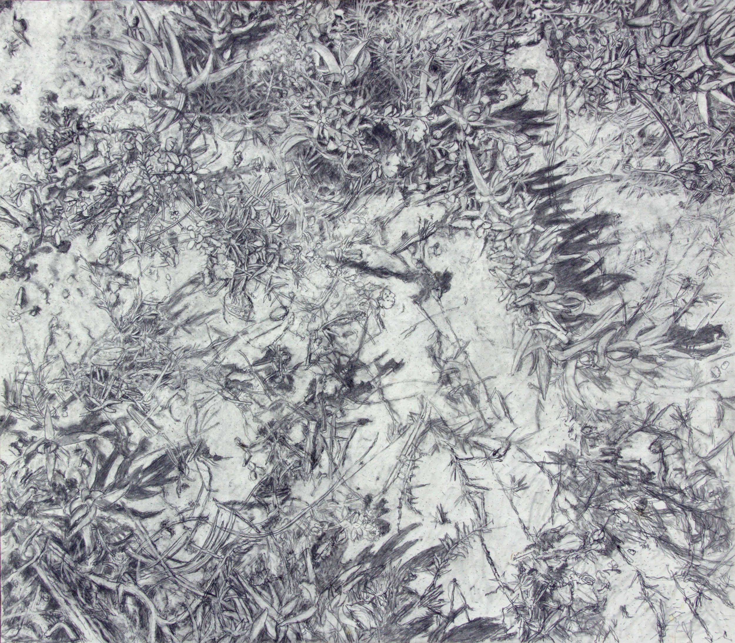  Jim Banks,  Ice Plant 2,  Graphite on board, 20x23 