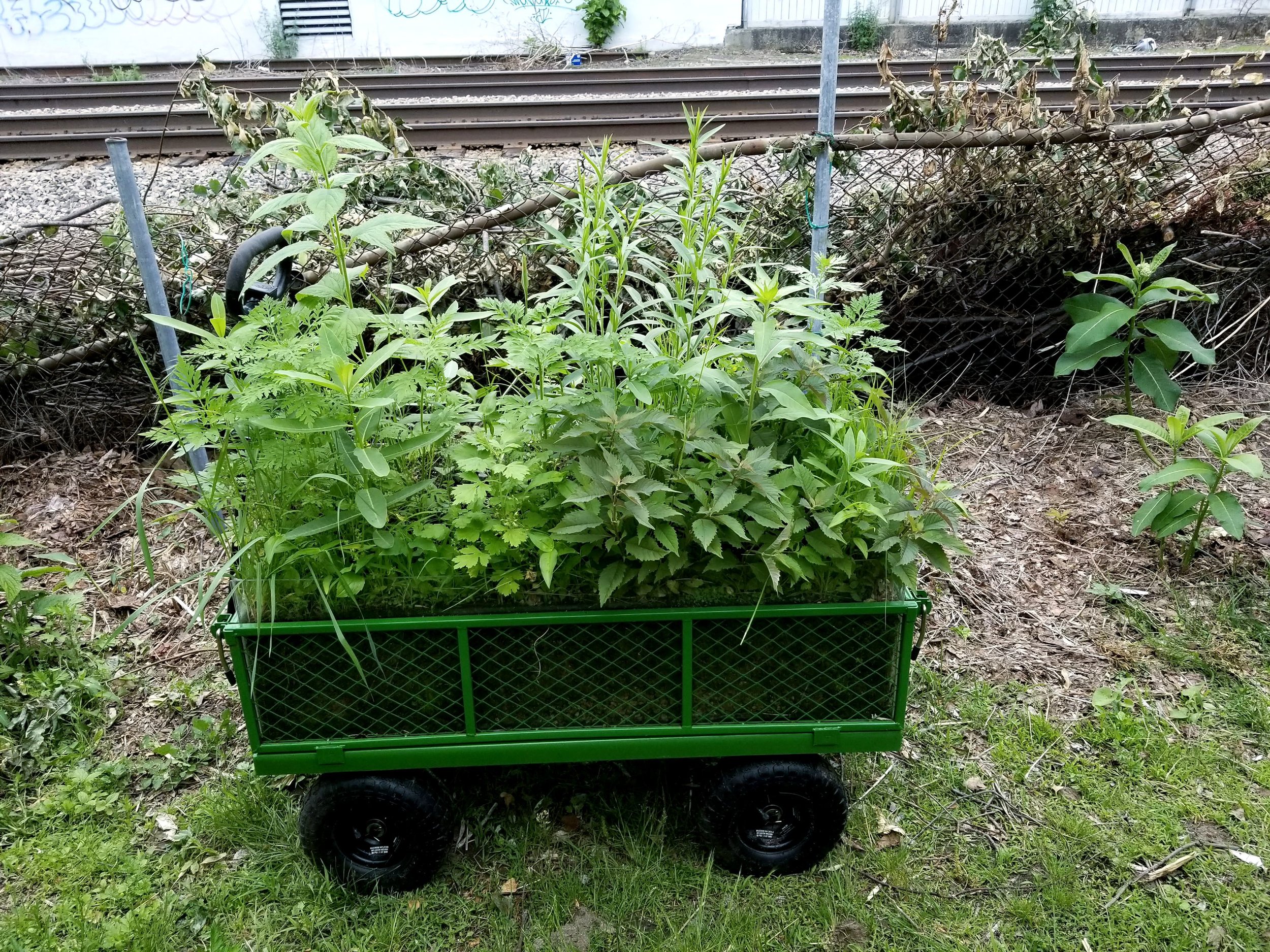  Jim Banks,  Katonka , Garden wagon, acrylic sheet,  dirt, weeds, 46x21x23 (without weeds) 