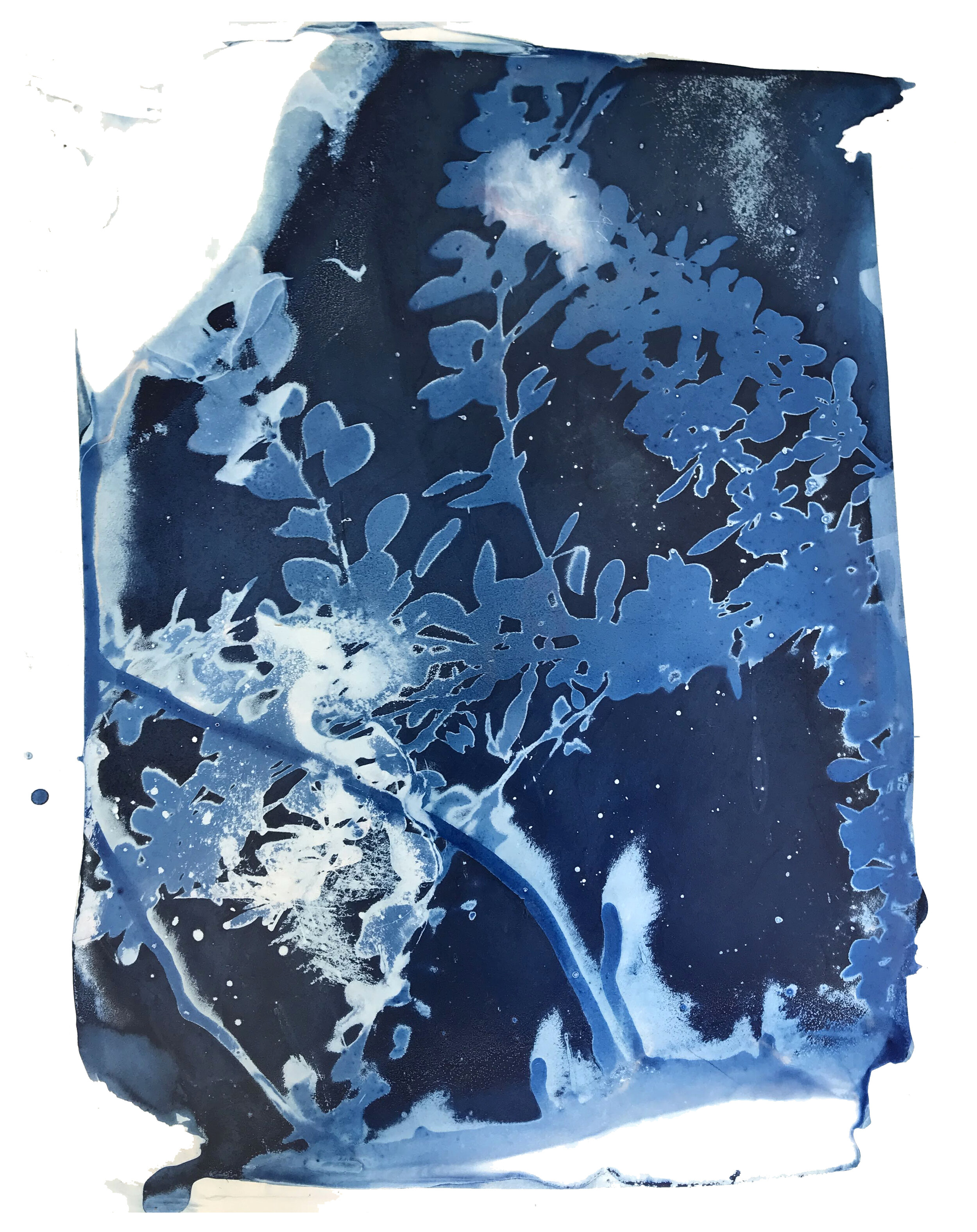  Gin Stone,  Untitled with Branch  , Cyanotype on yupo, 11 x 14 x 1 