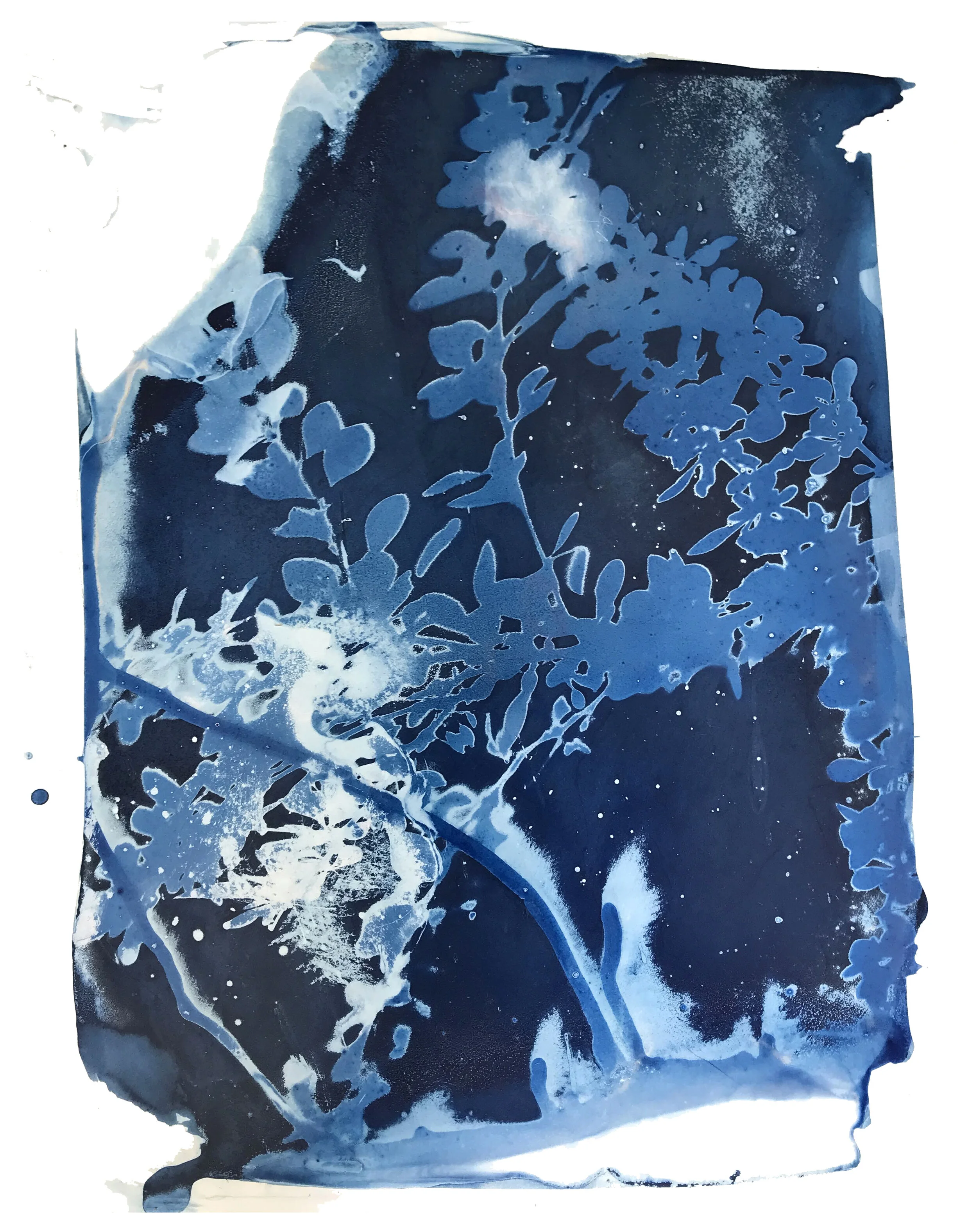 Gin Stone, Untitled with Branch , Cyanotype on yupo, 11 x 14 x 1