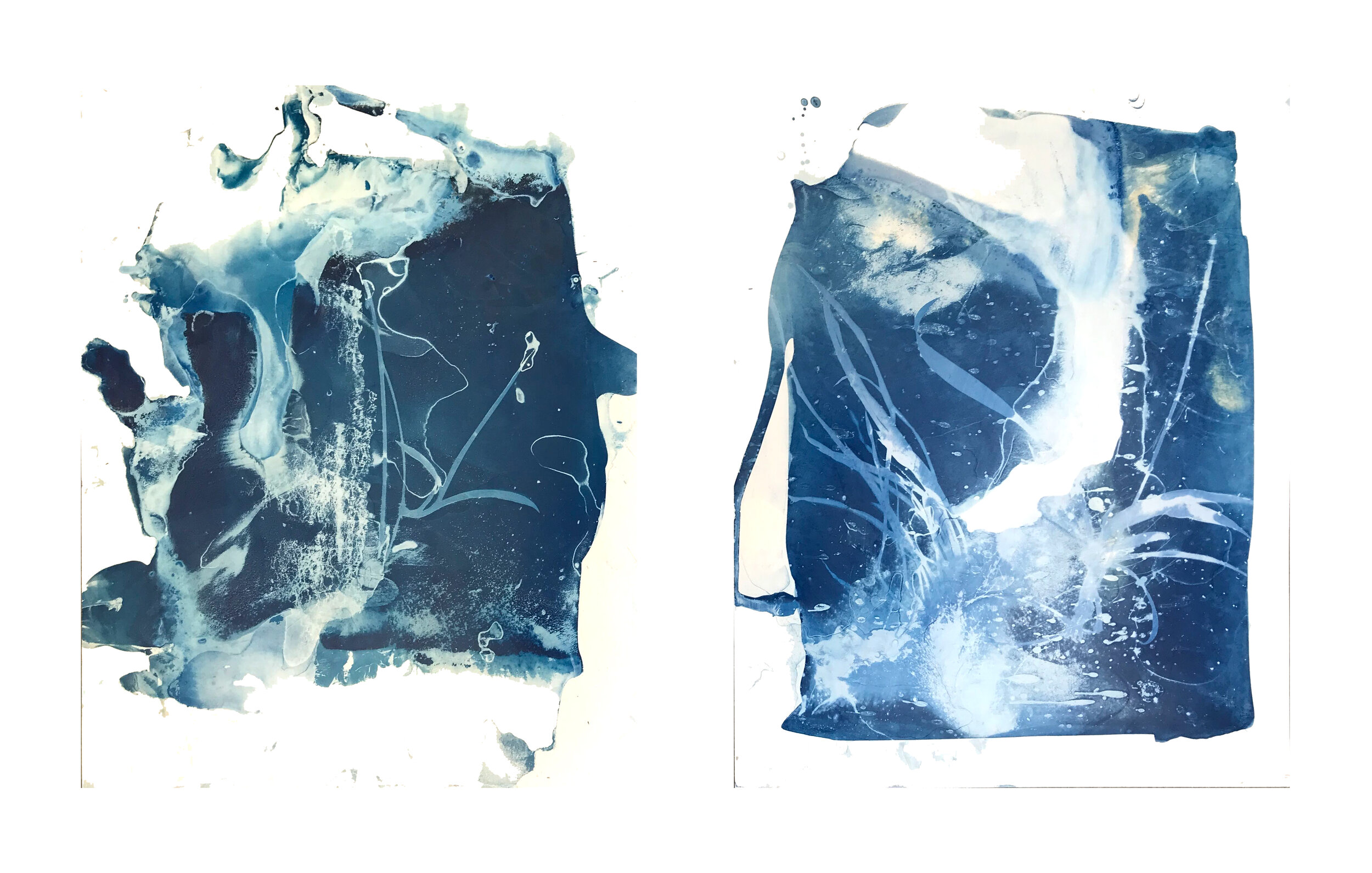  Gin Stone,  Untitled with Seaweed , Cyanotype on yupo, Two 11 x 14 x 1 panels 