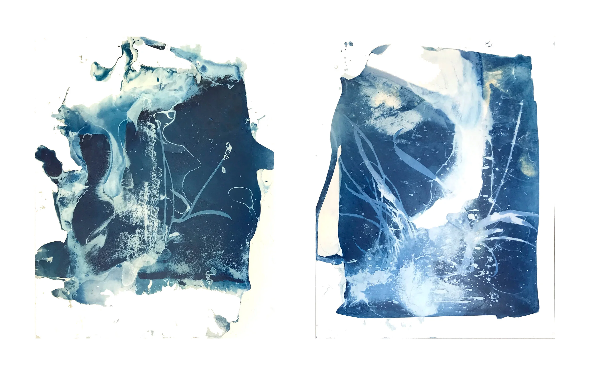 Gin Stone, Untitled with Seaweed , Cyanotype on yupo, Two 11 x 14 x 1 panels