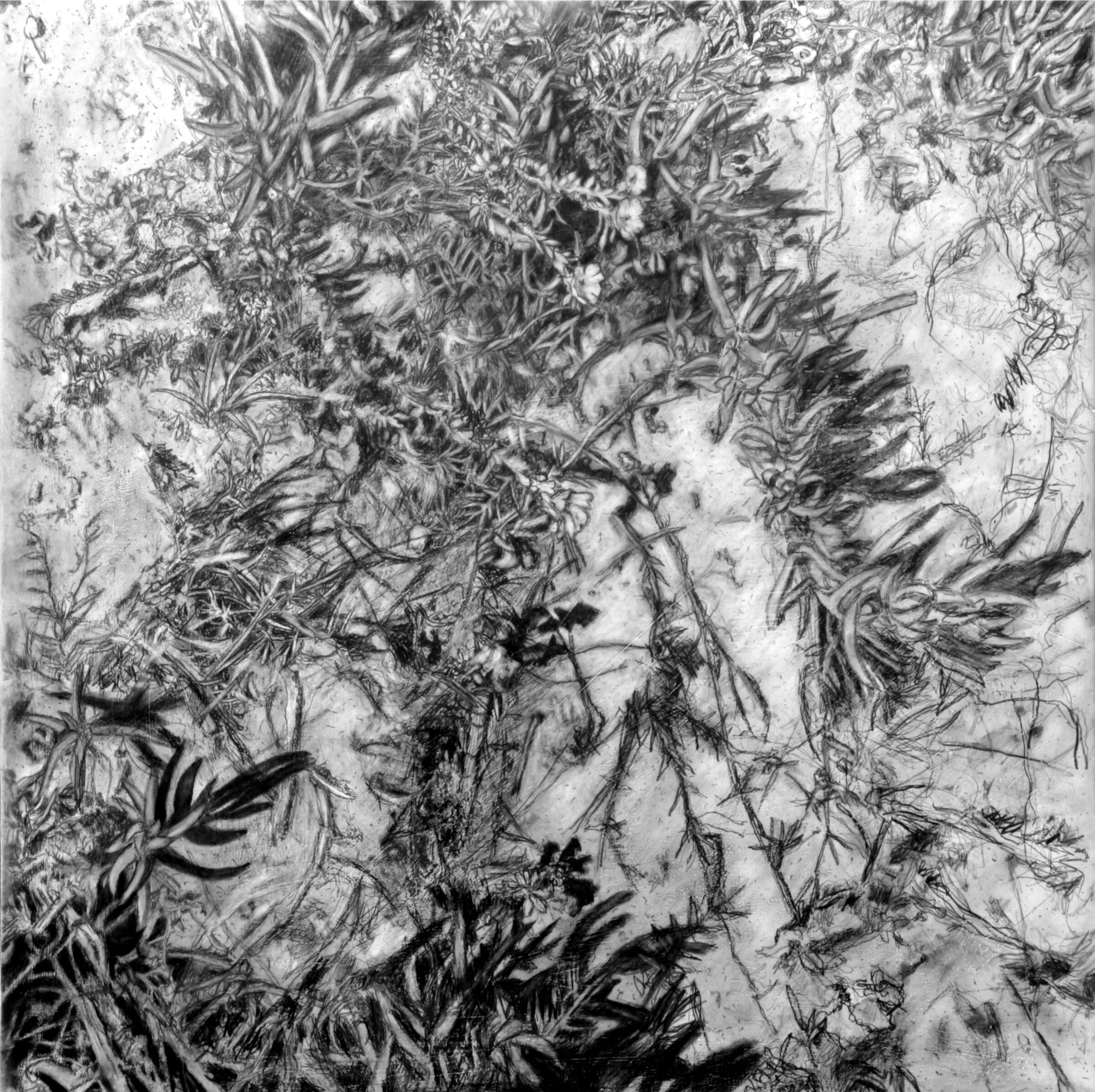    Ice Plant I   graphite on board, 18 x 18 inches   