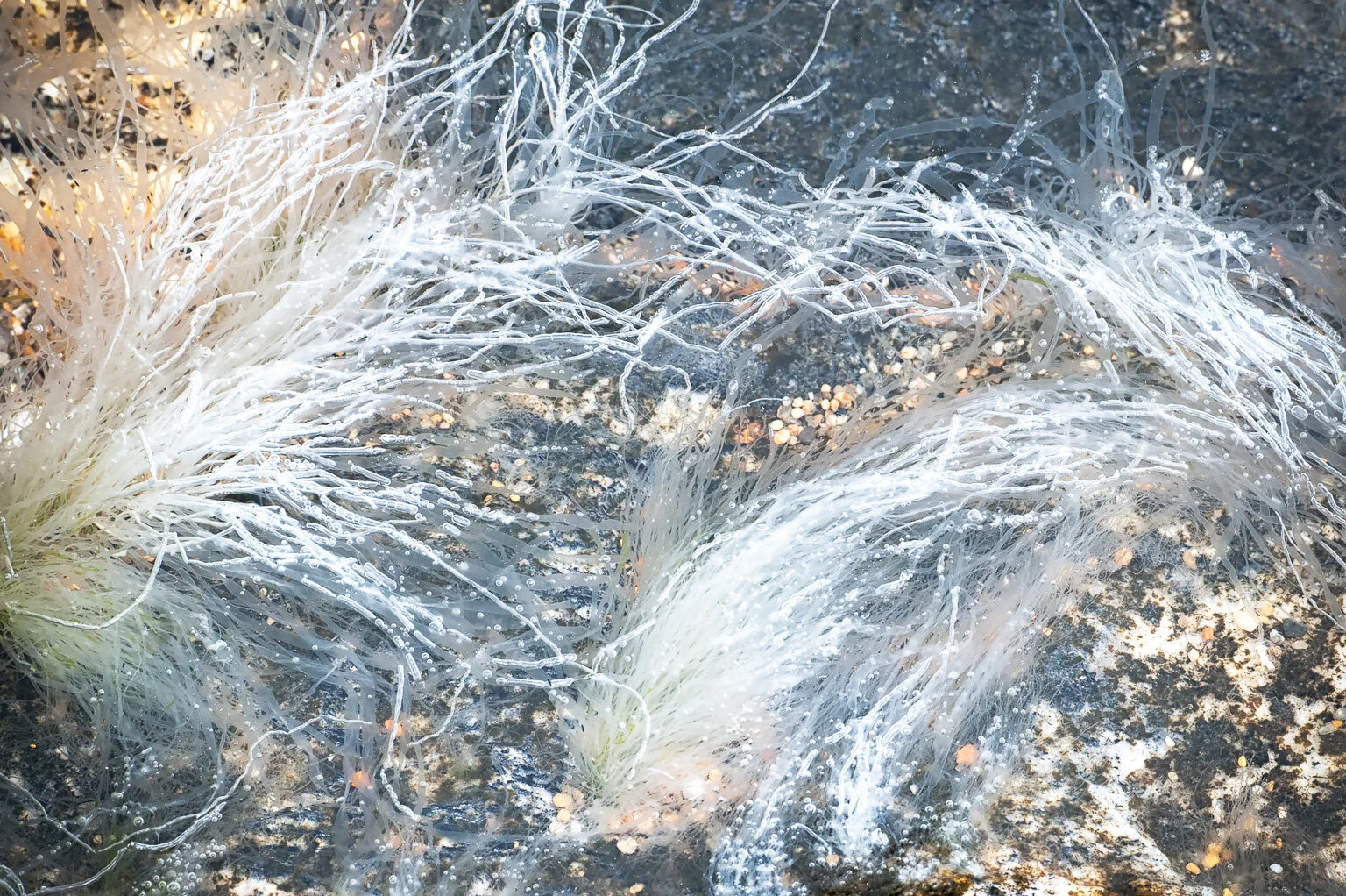 "Entanglement" by Linda DeStefano Brown